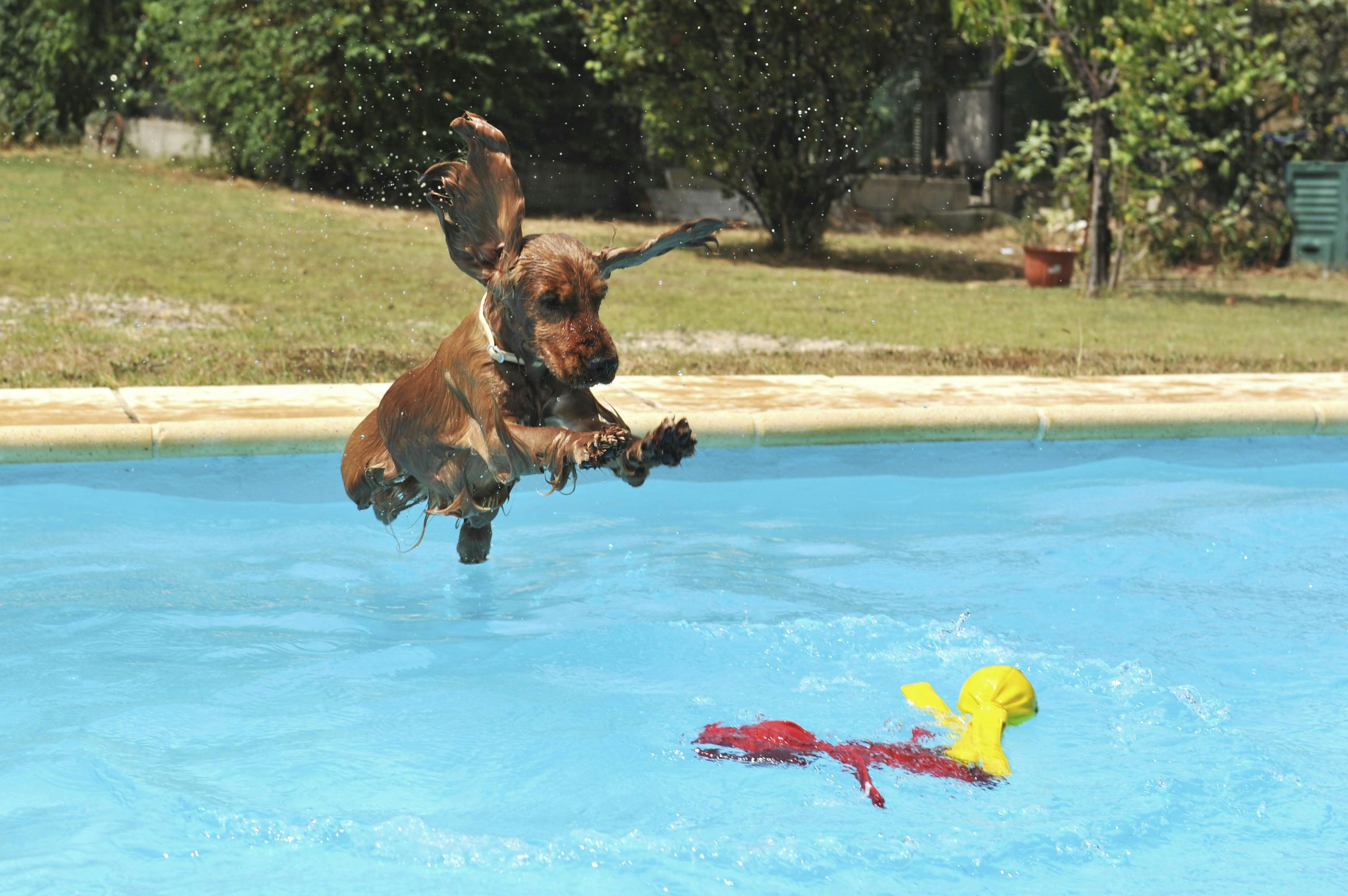 Cocker spaniel hopper i pool