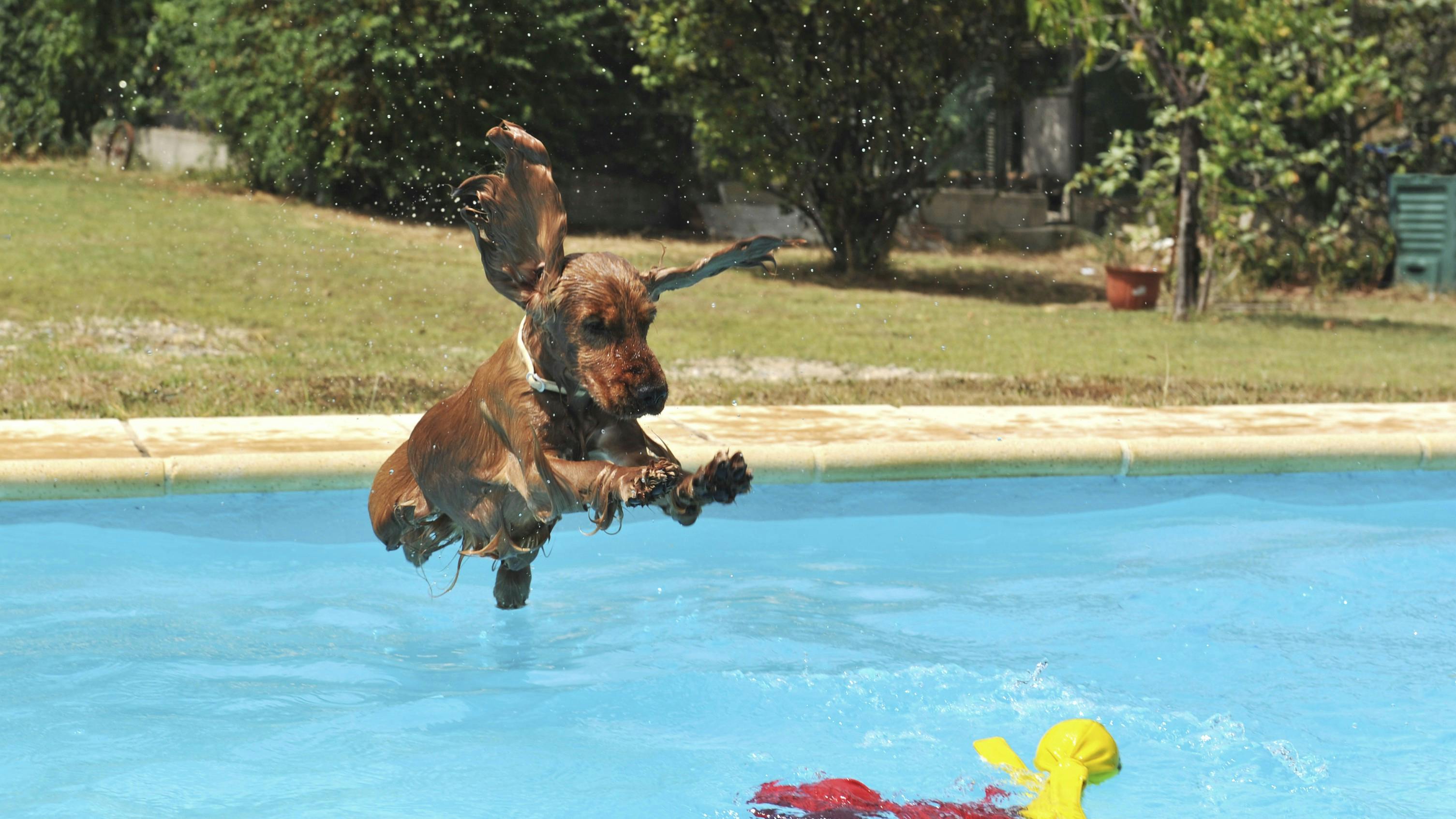 Cocker spaniel hopper i pool