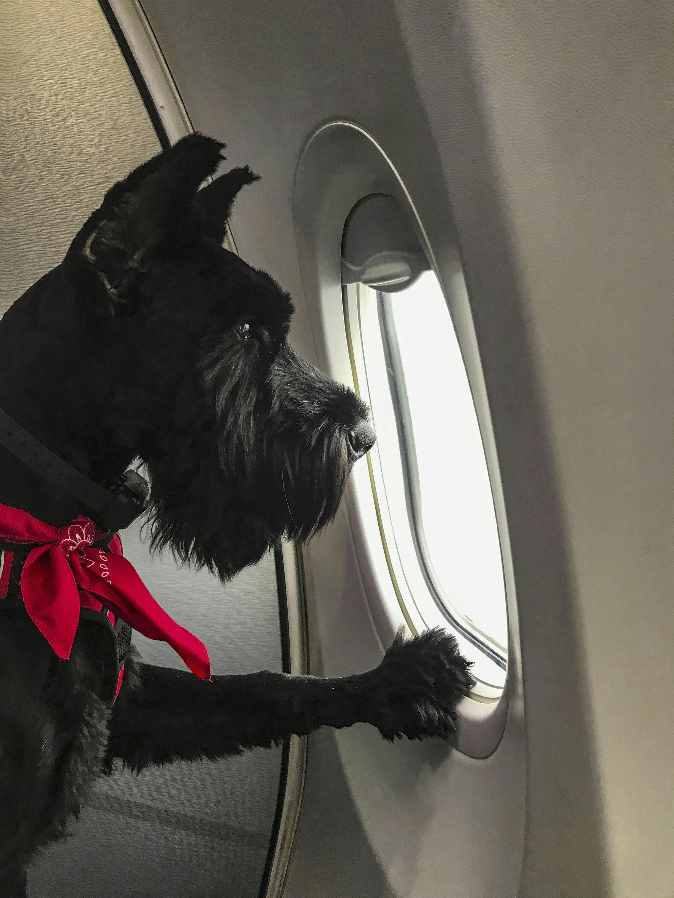 Hund kigger ud af flyvindue