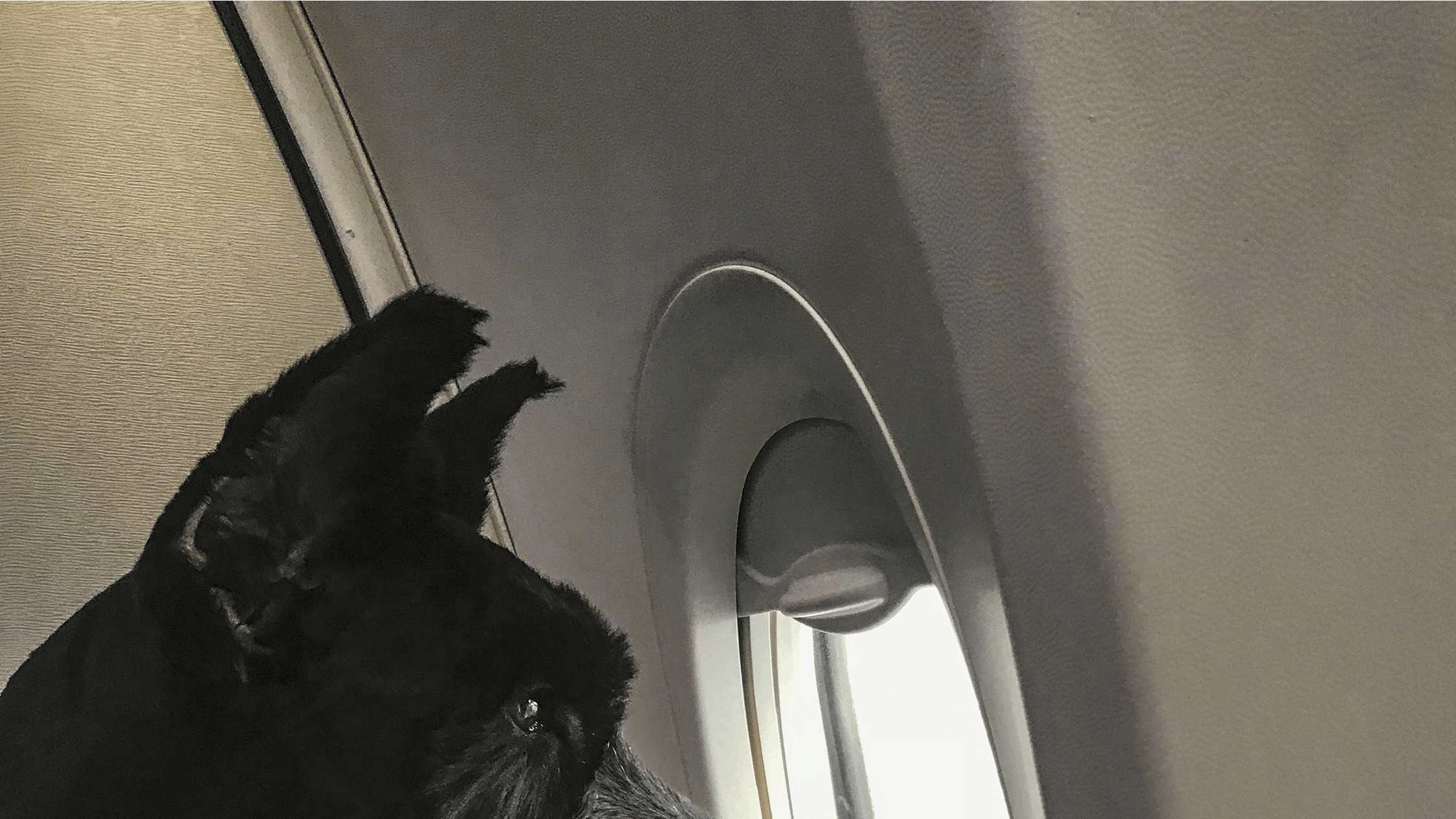 Hund kigger ud af flyvindue