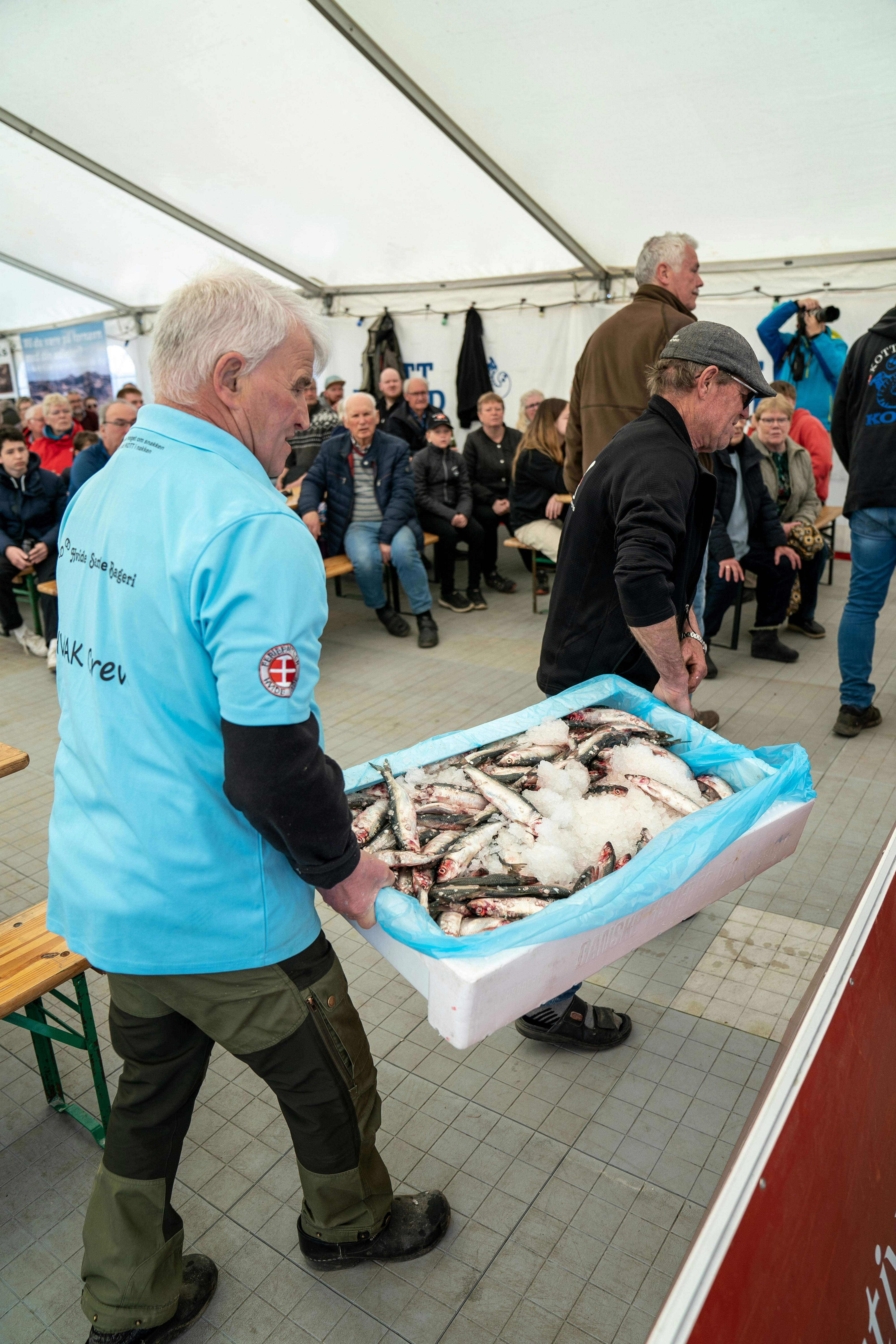 Sildefestival i Hvide Sande