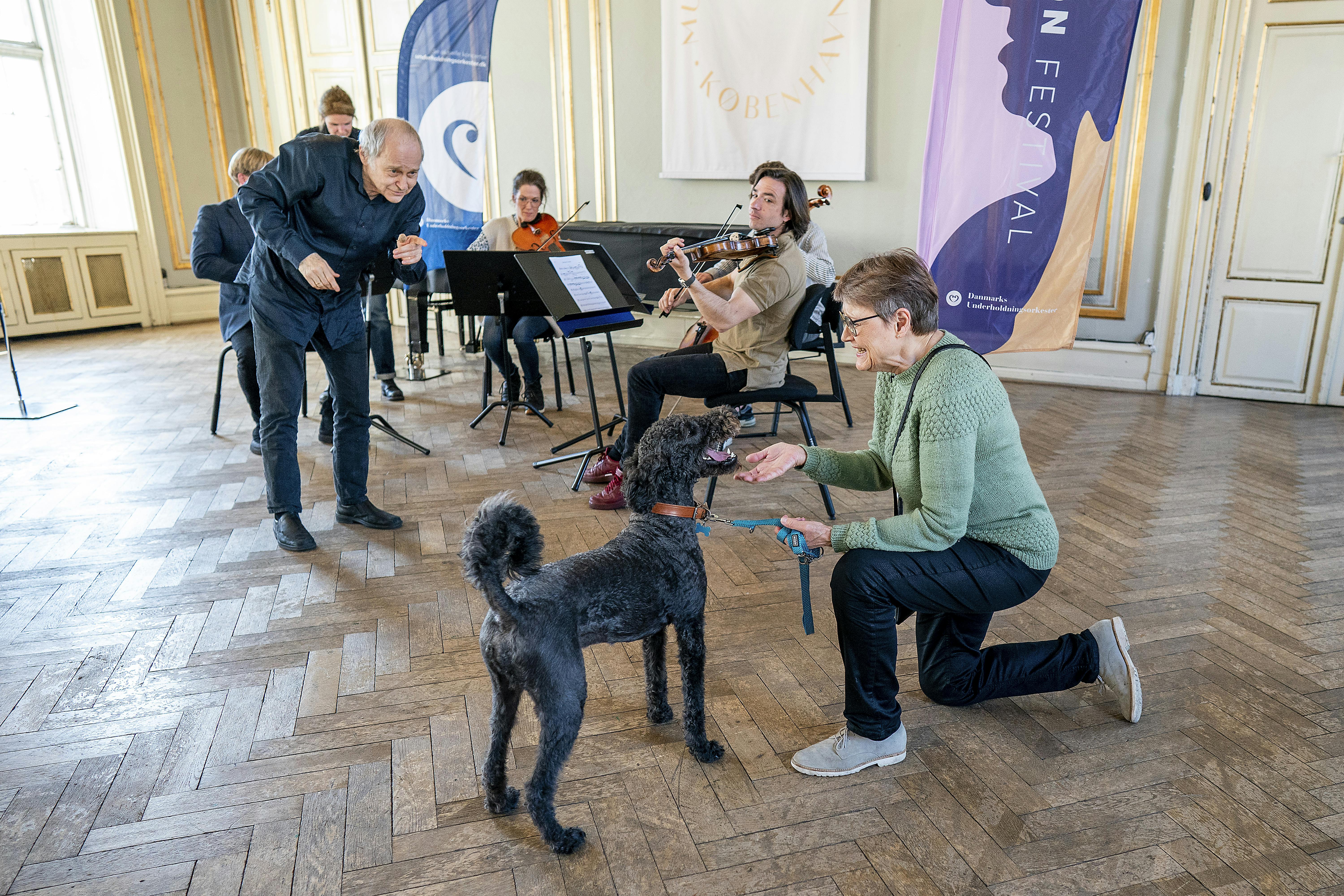 Audition for hunde i forbindelse med Hayden Festival 2023