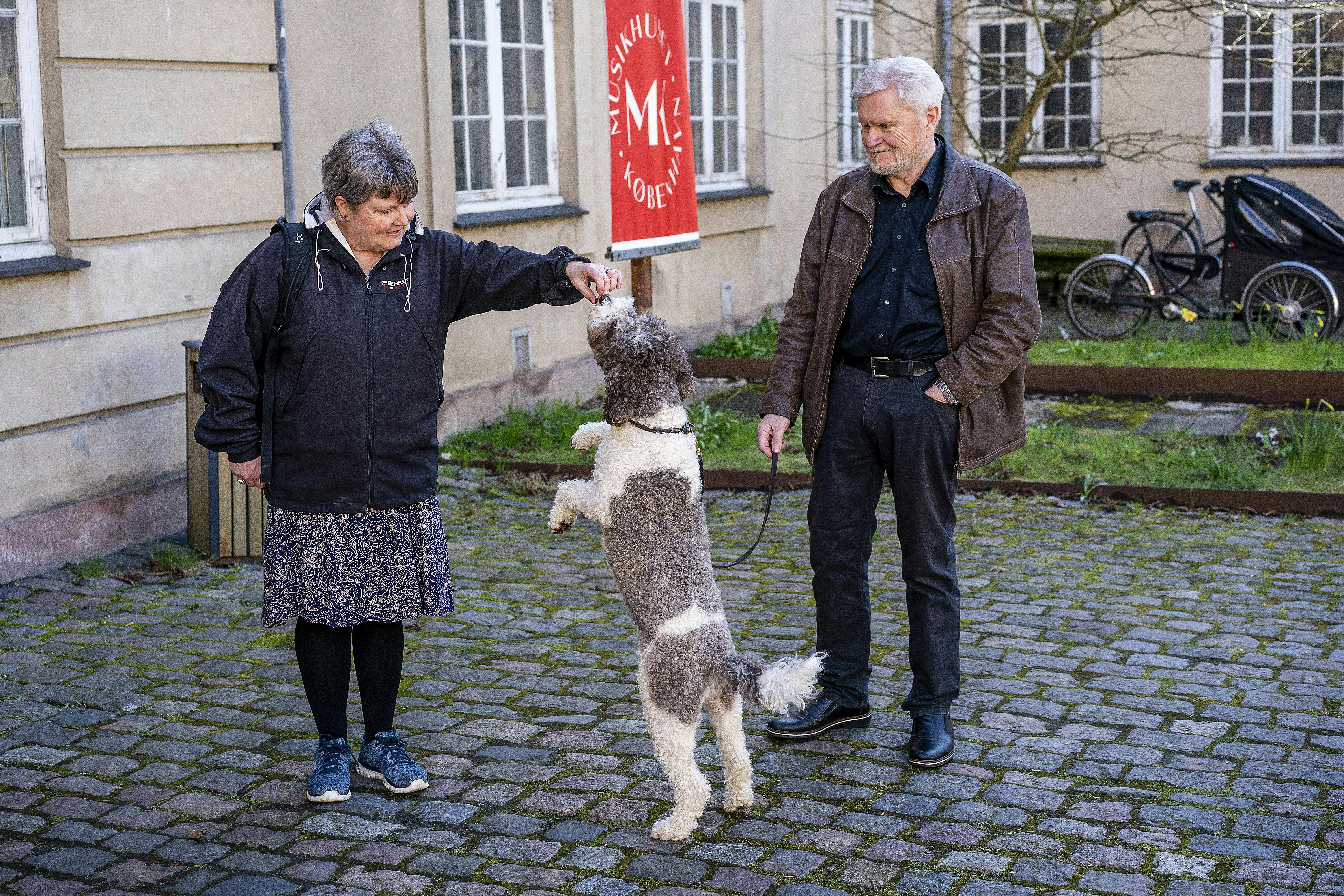 Audition for hunde i forbindelse med Hayden Festival 2023