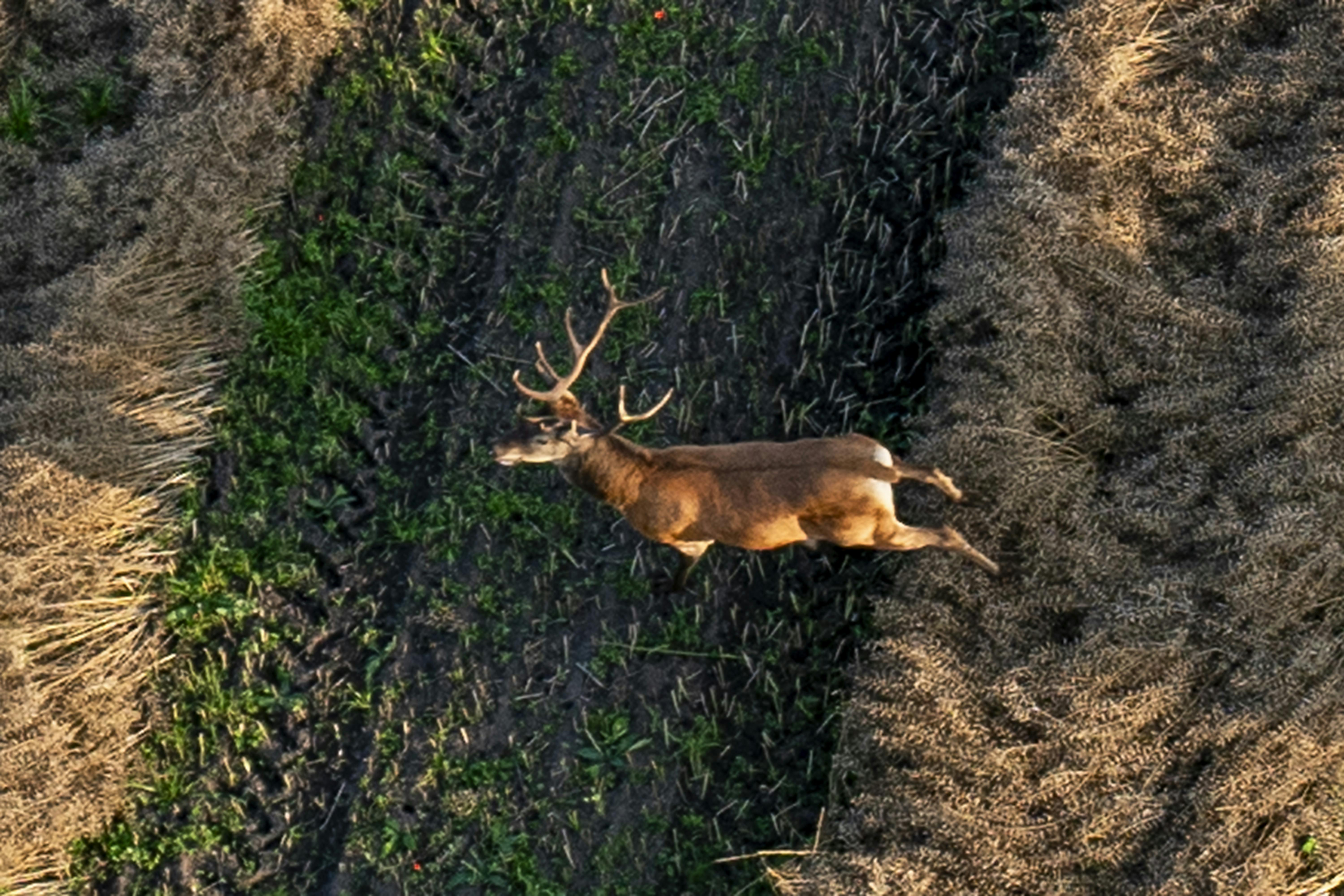 En stor kronhjort i løb er en af de mange zoologiske oplevelser, man kan få, når man har udsigt fra en luftballon.