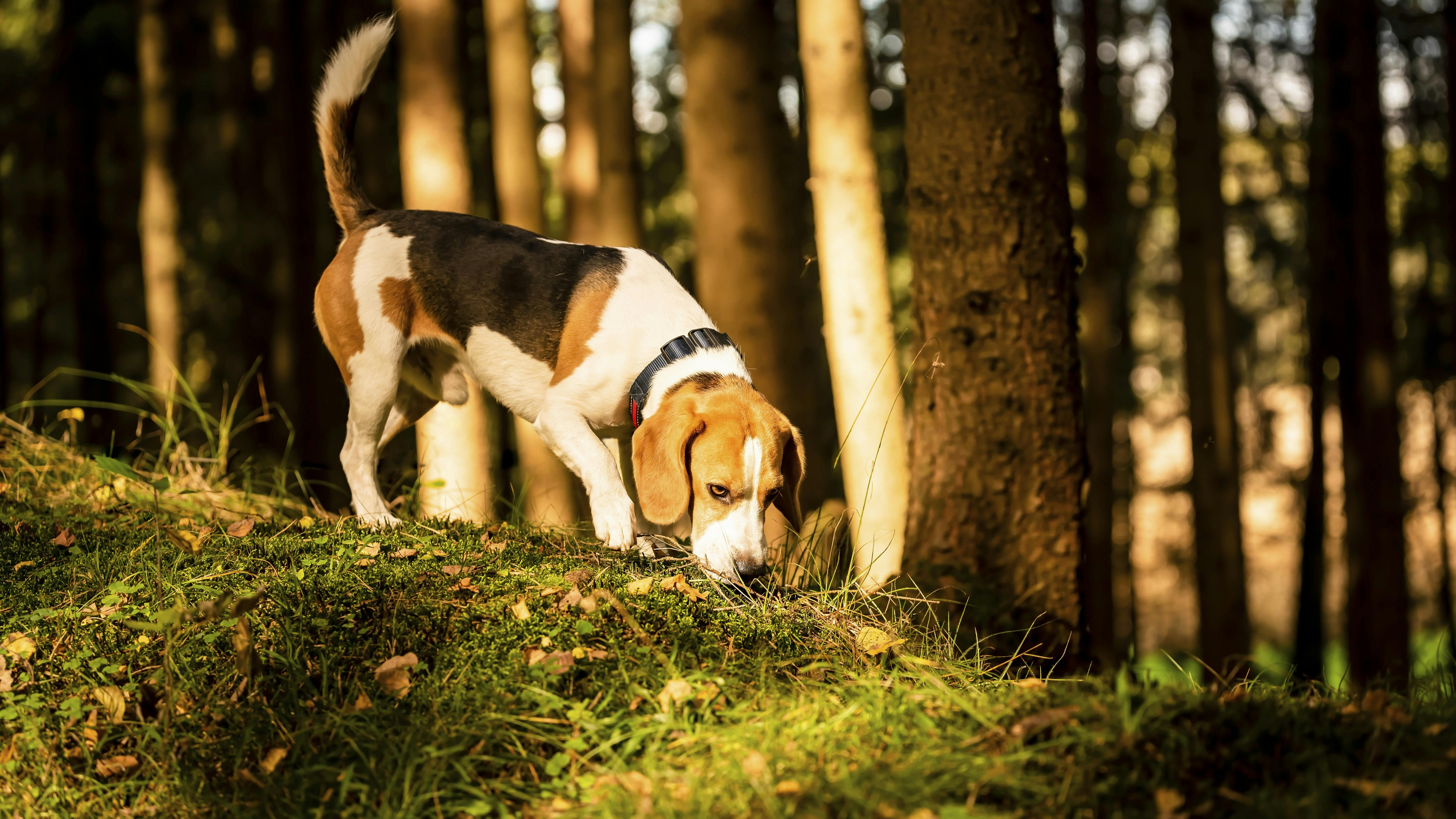 Hund søger efter trøfler