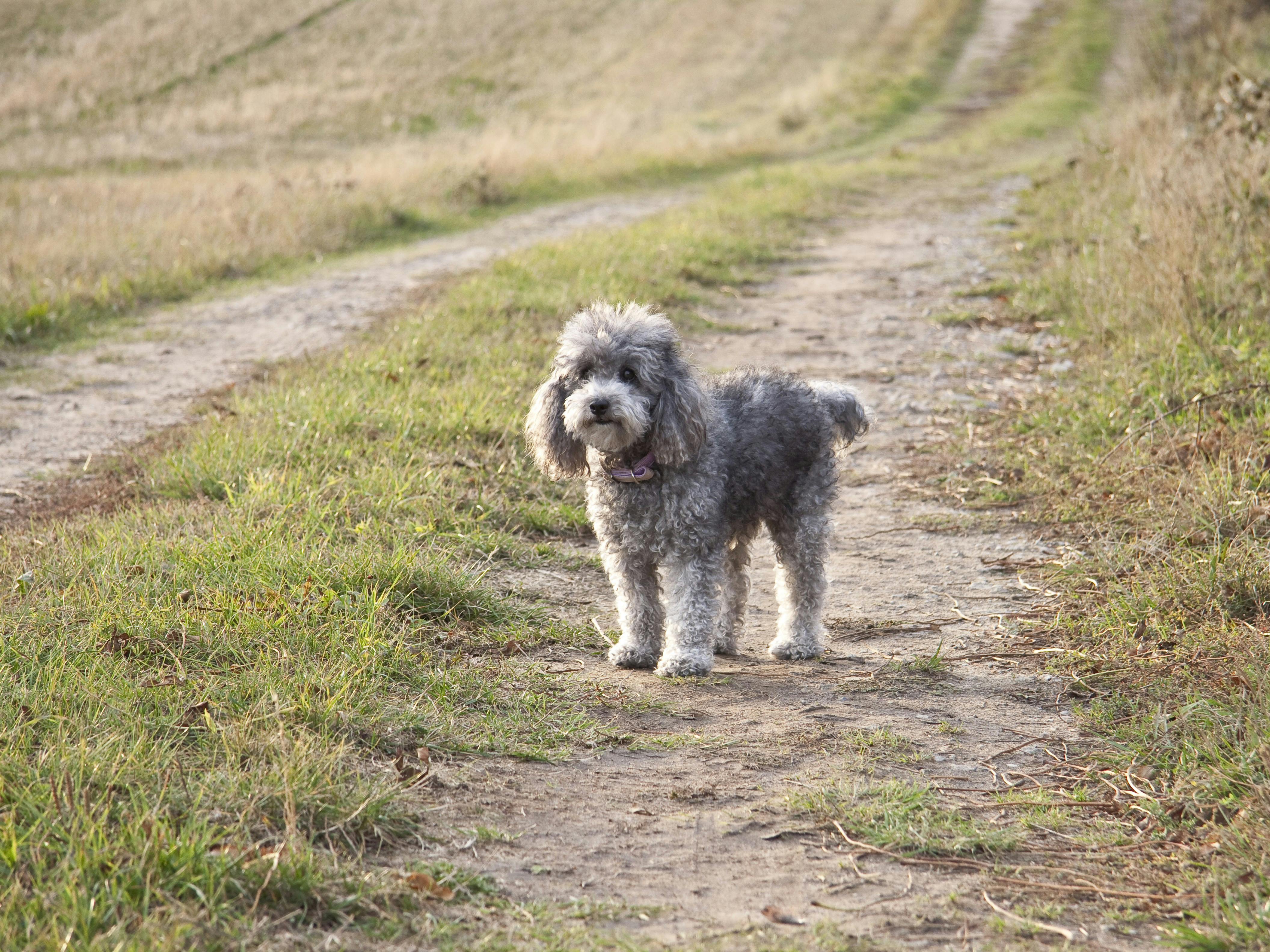 Løs hund på mark