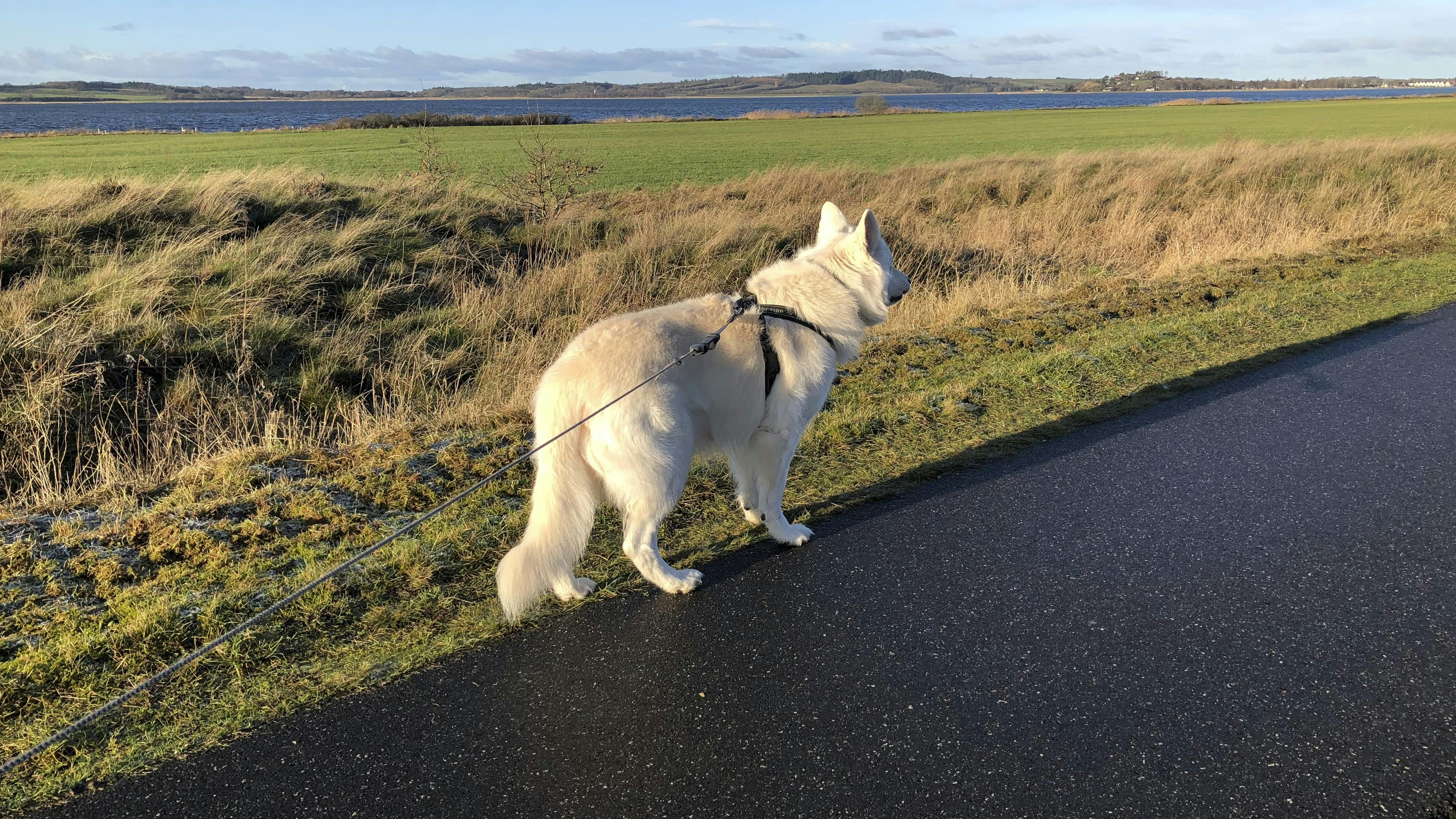Schæferhund med på cykeltur