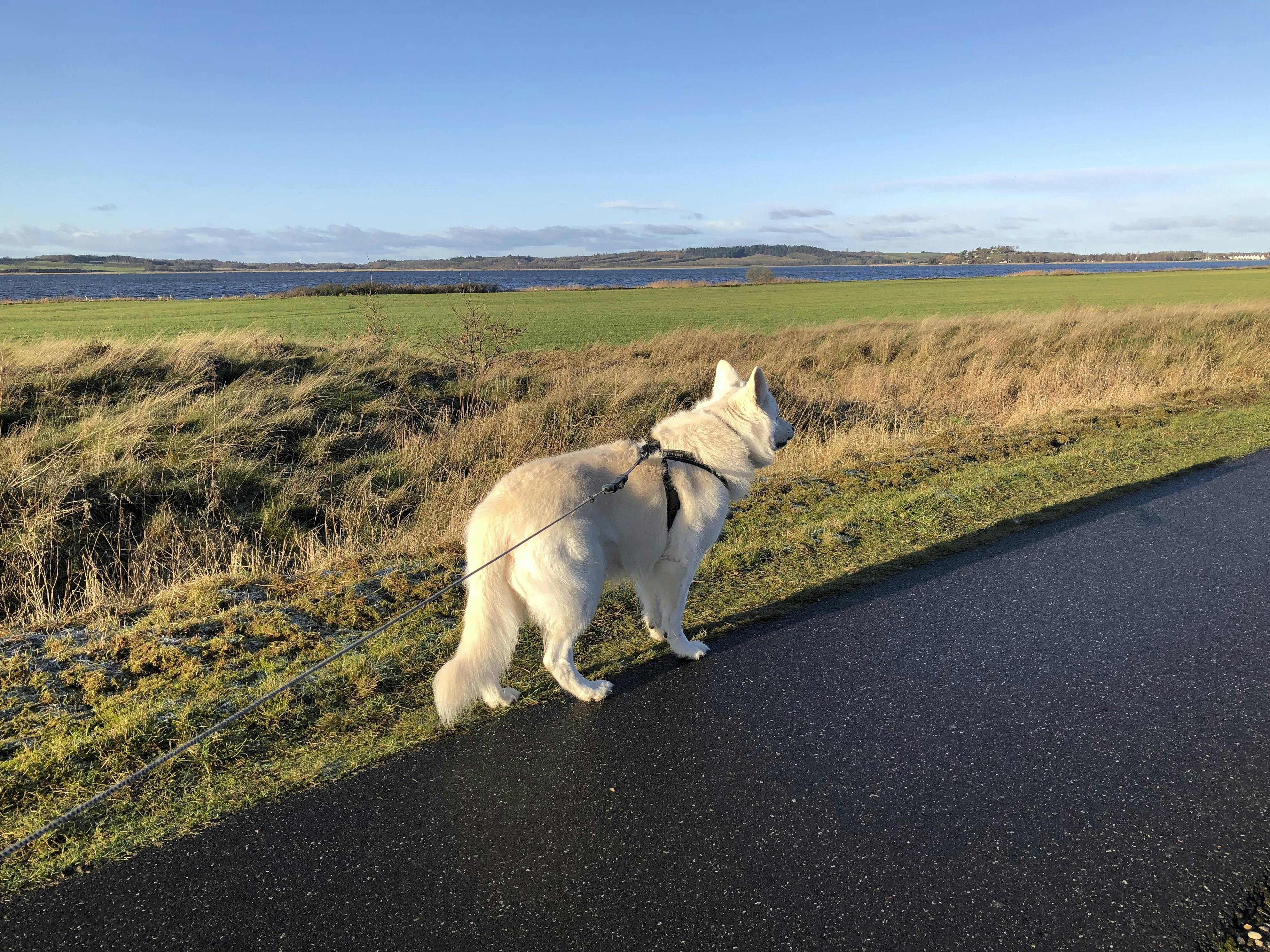 Schæferhund med på cykeltur