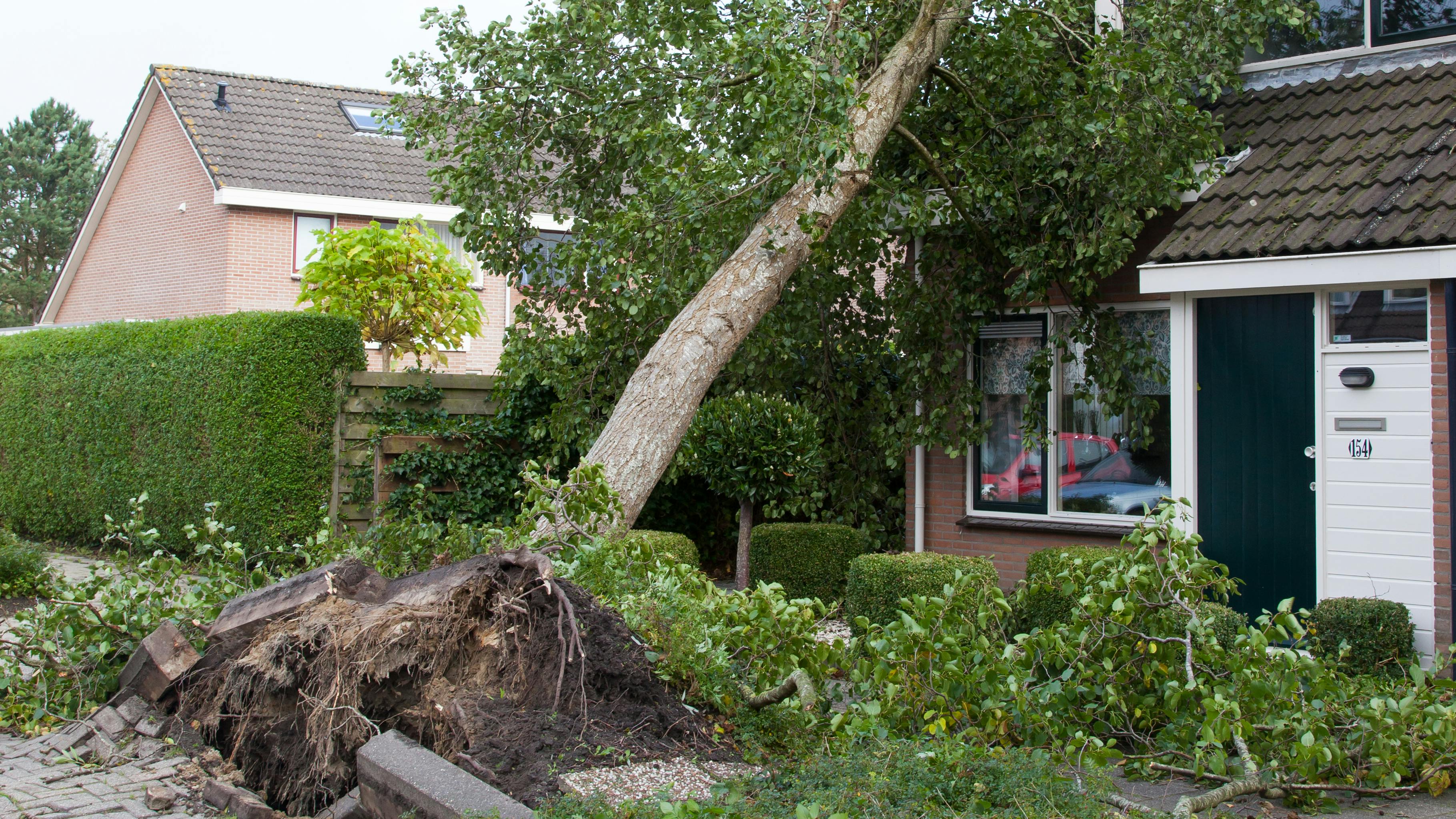 Skader efter storm, væltet træ