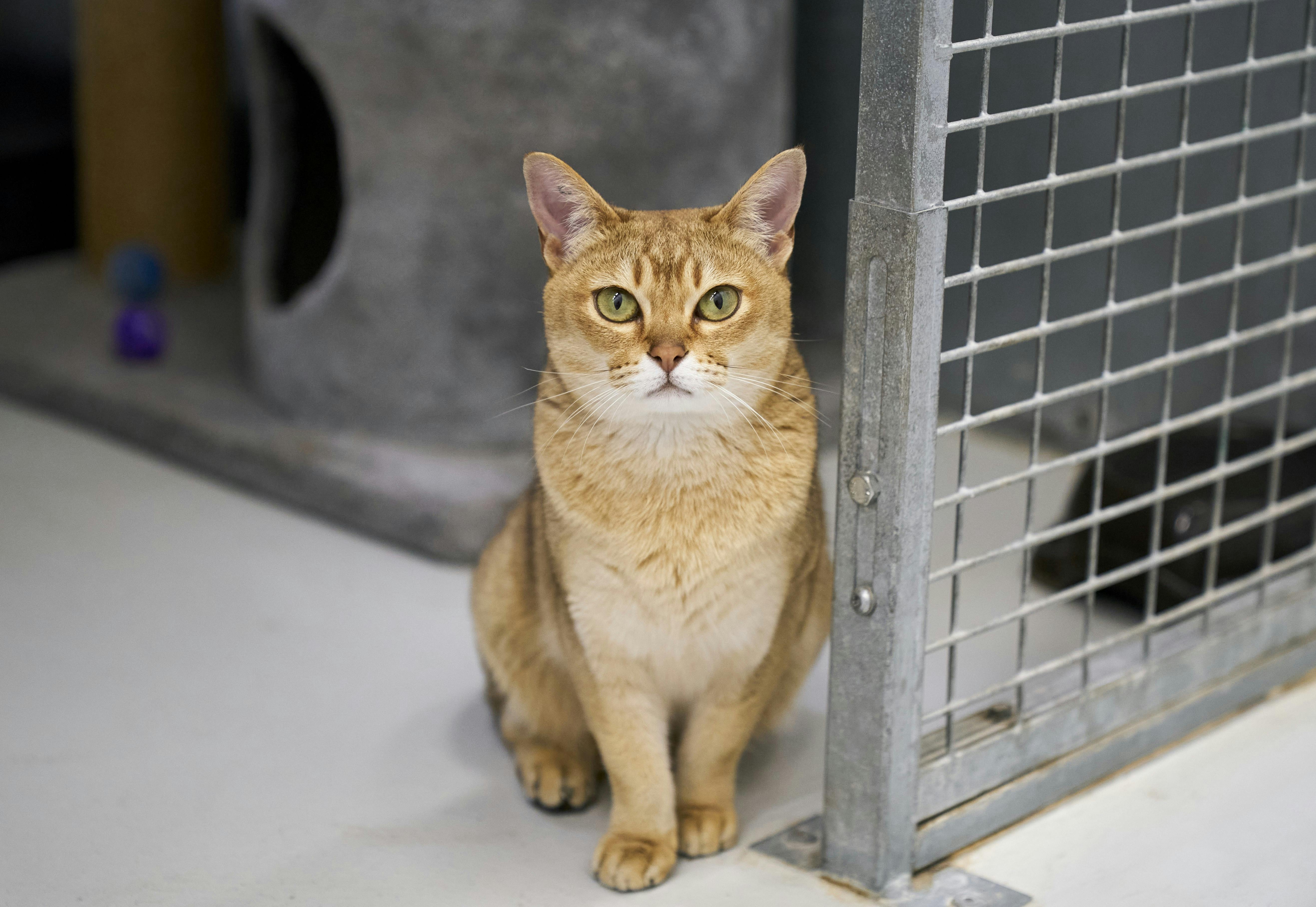 En kat, der kigger ind i kameraet