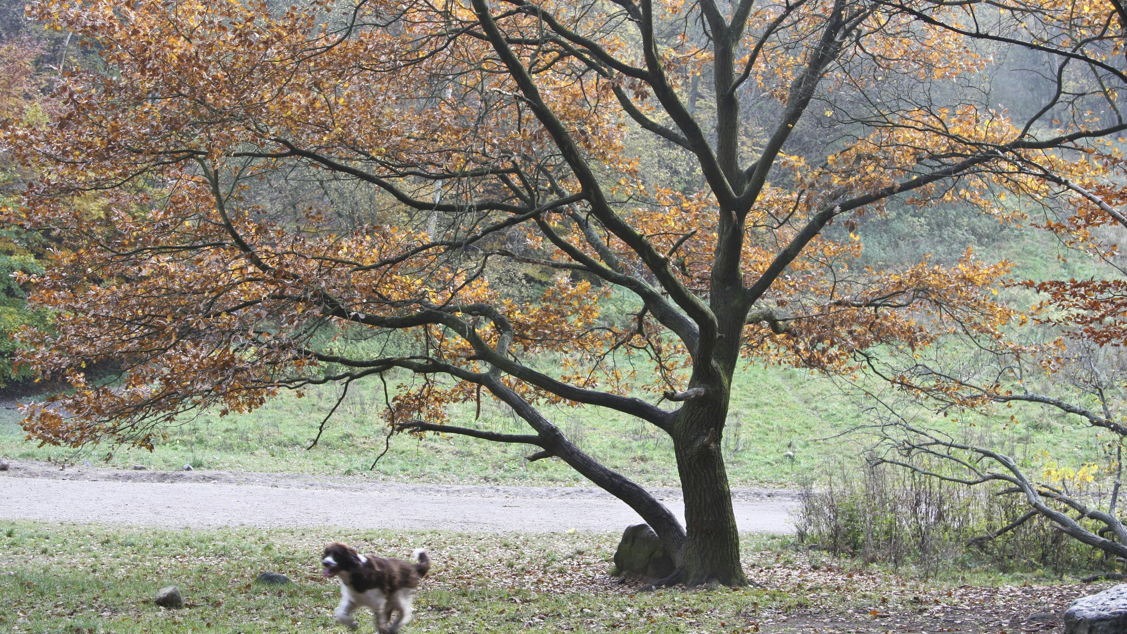 Sådan lærer du hunden at komme, når du kalder