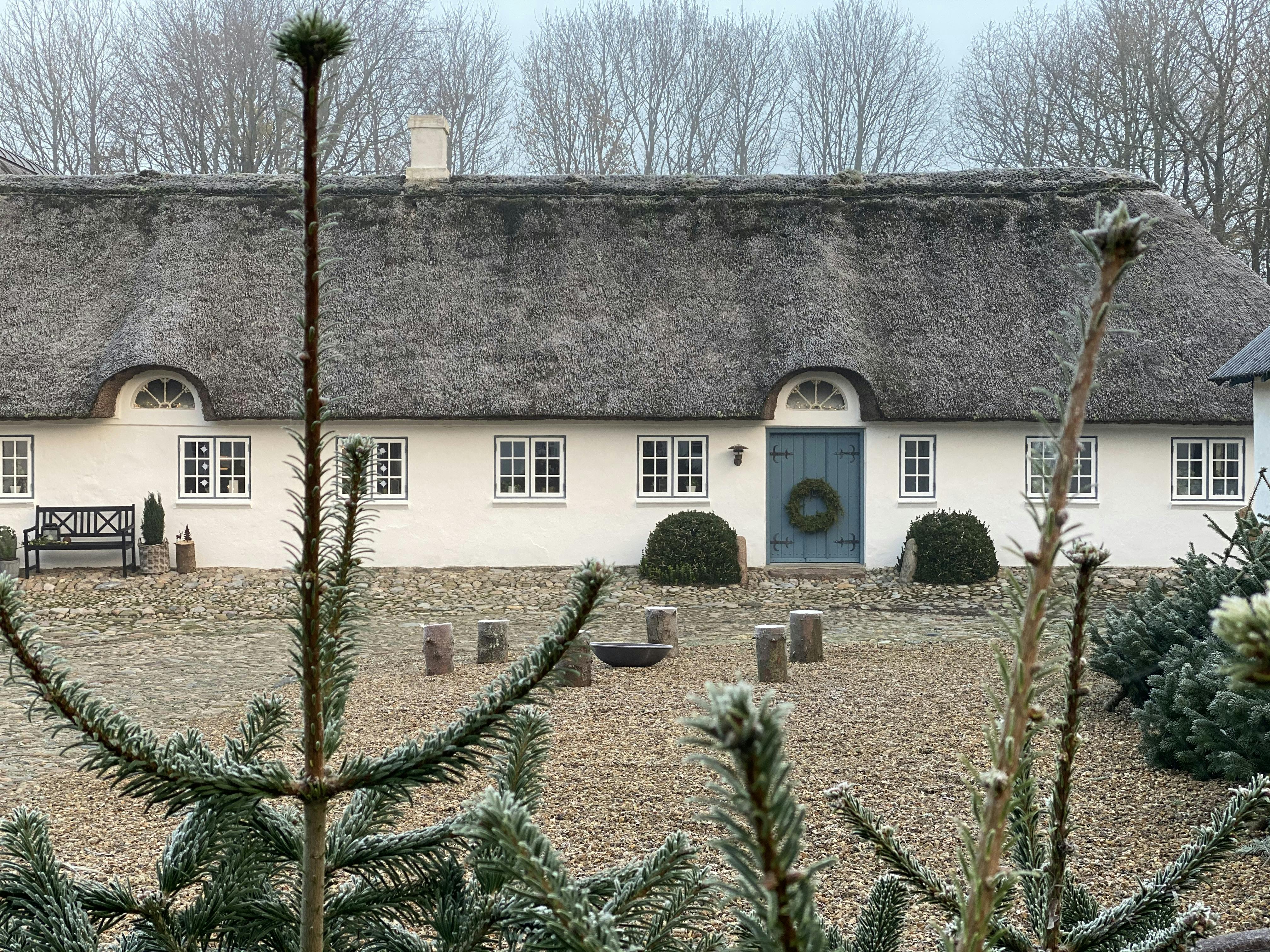 Gammel gård og juletræer