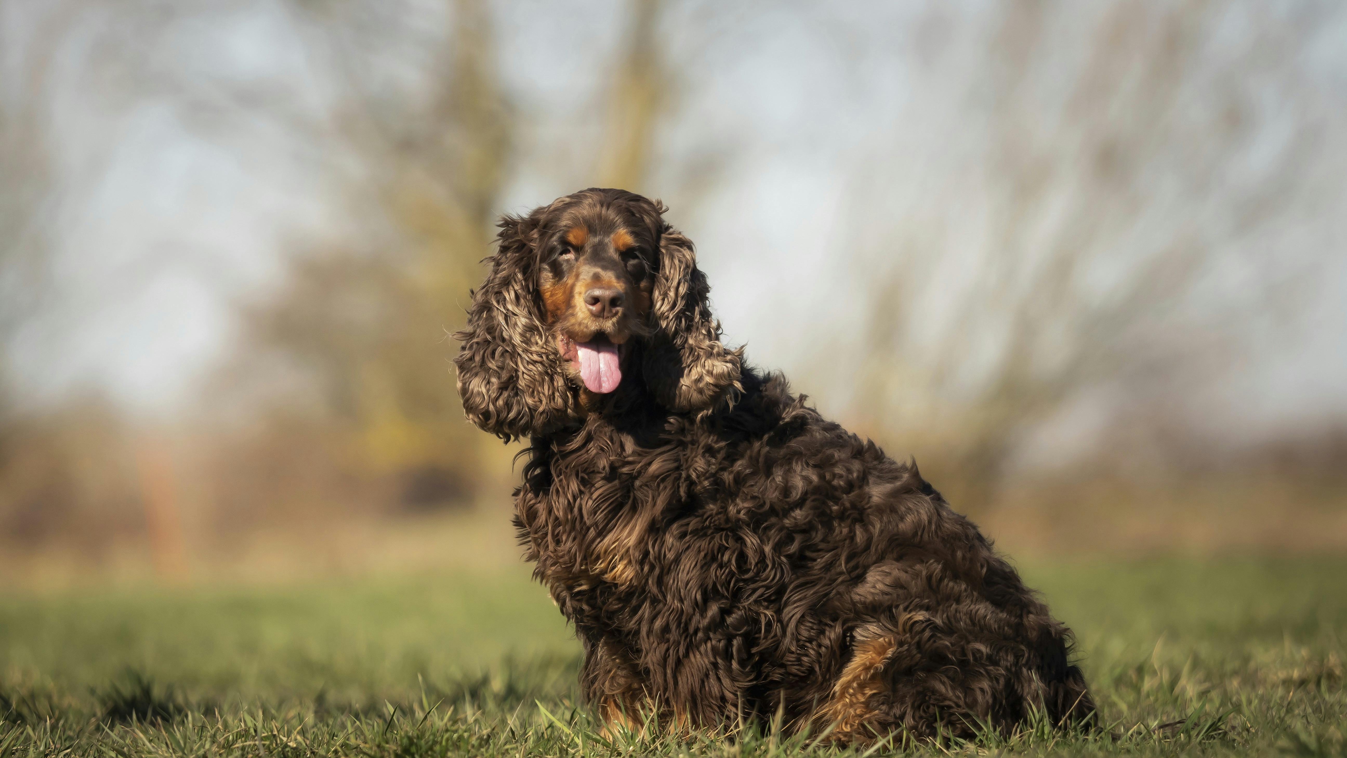 Nytårsforsæt for hunden