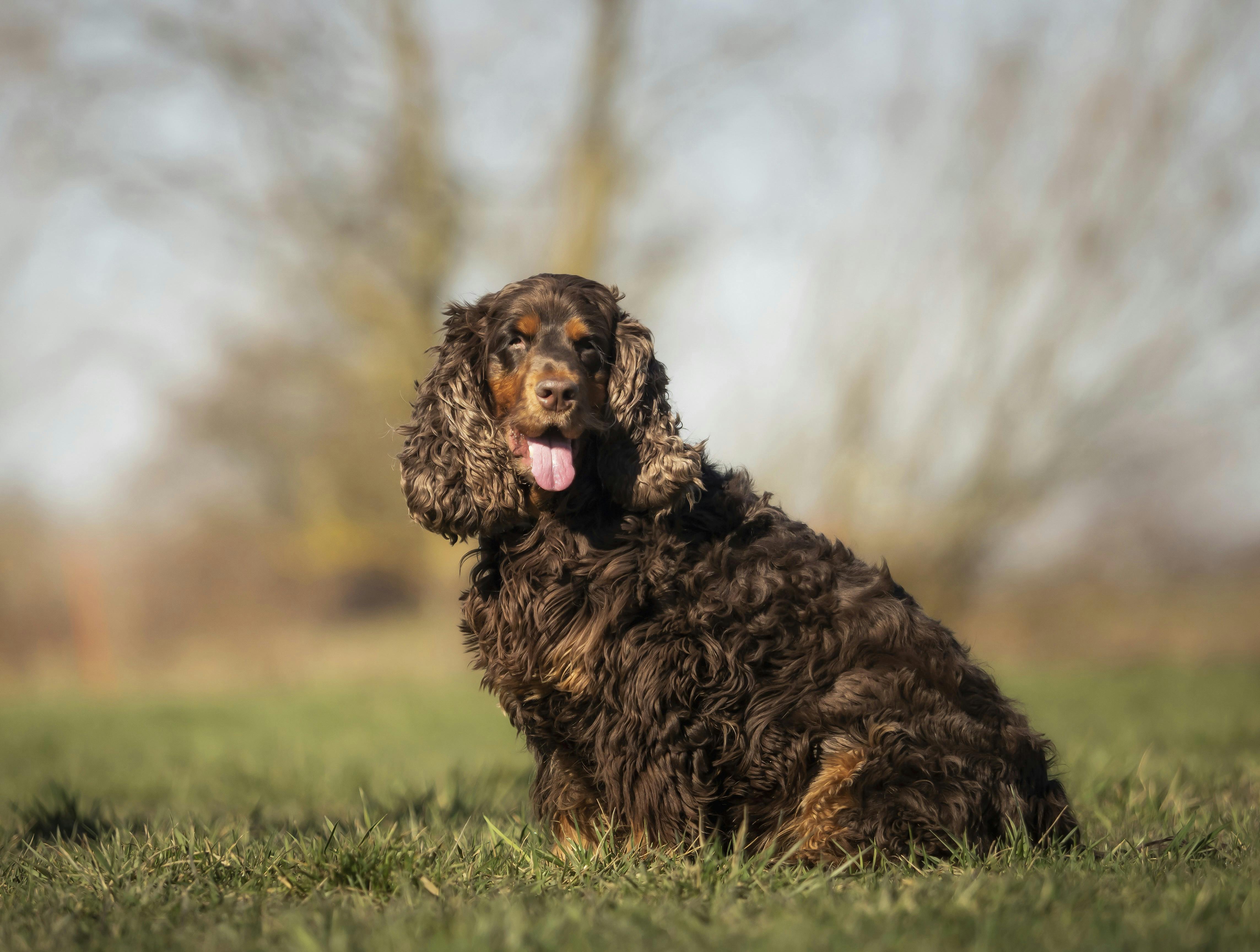 Nytårsforsæt for hunden