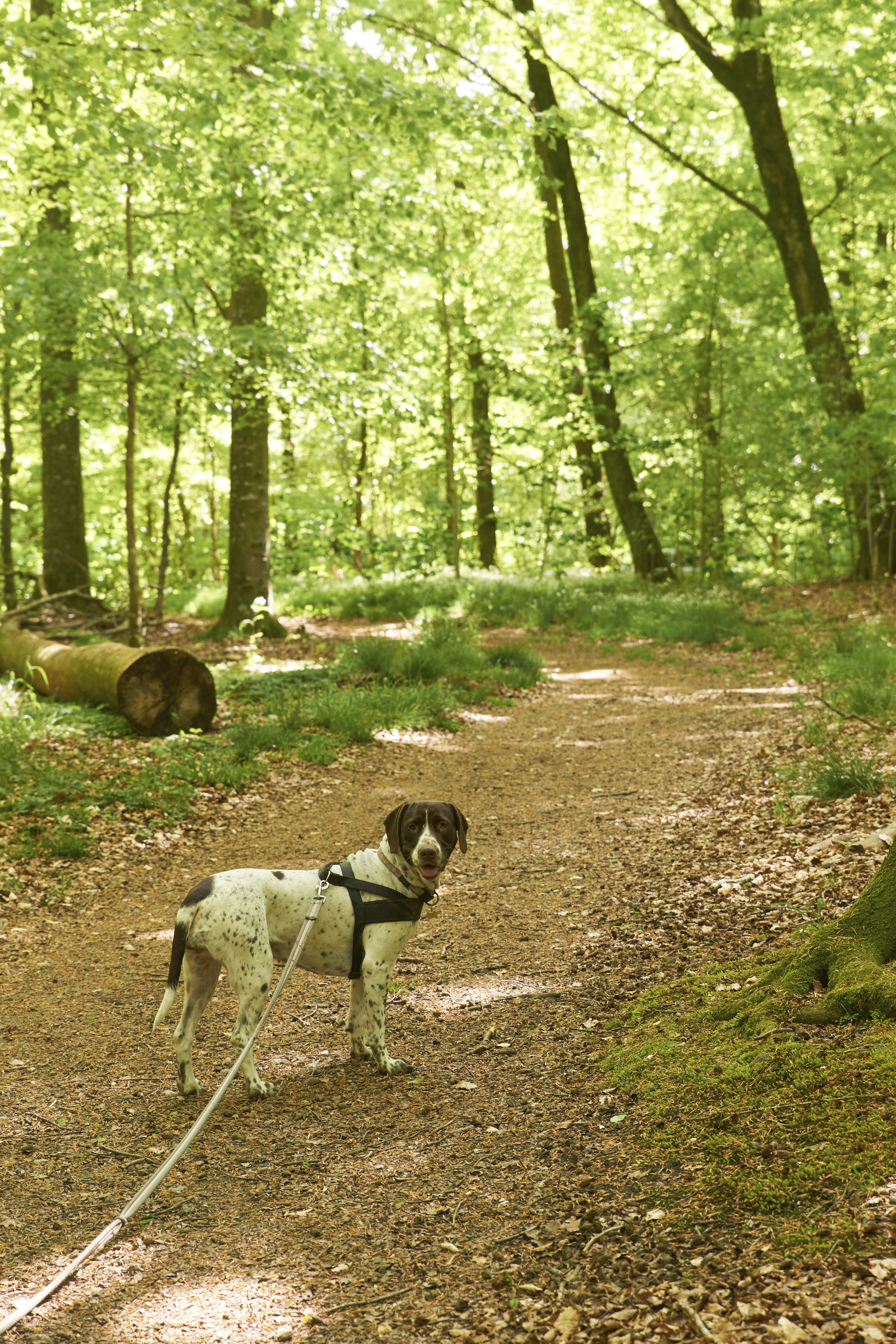 Hvorfor gør min hund udfald mod fremmede hunde?