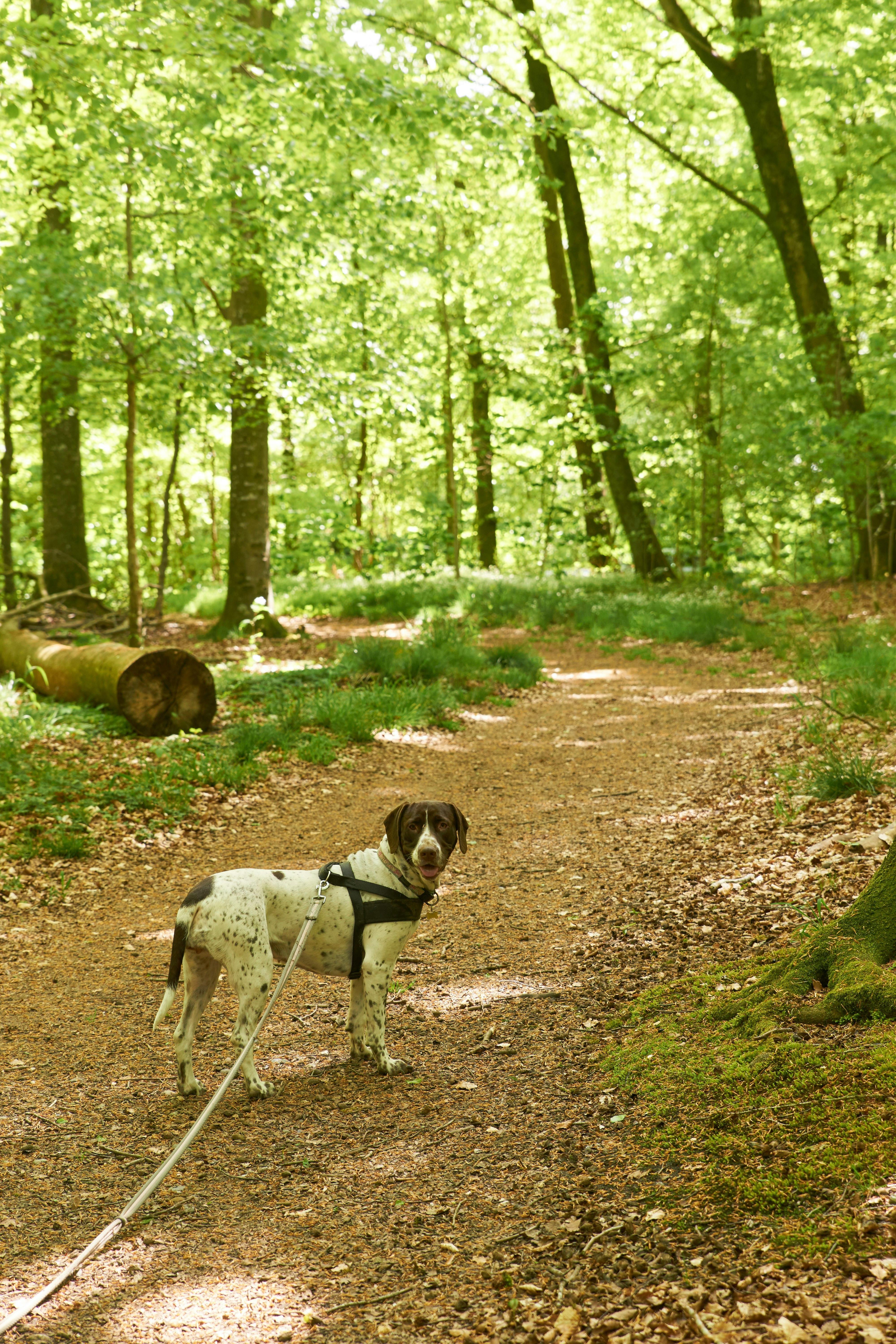 Hvorfor gør min hund udfald mod fremmede hunde?