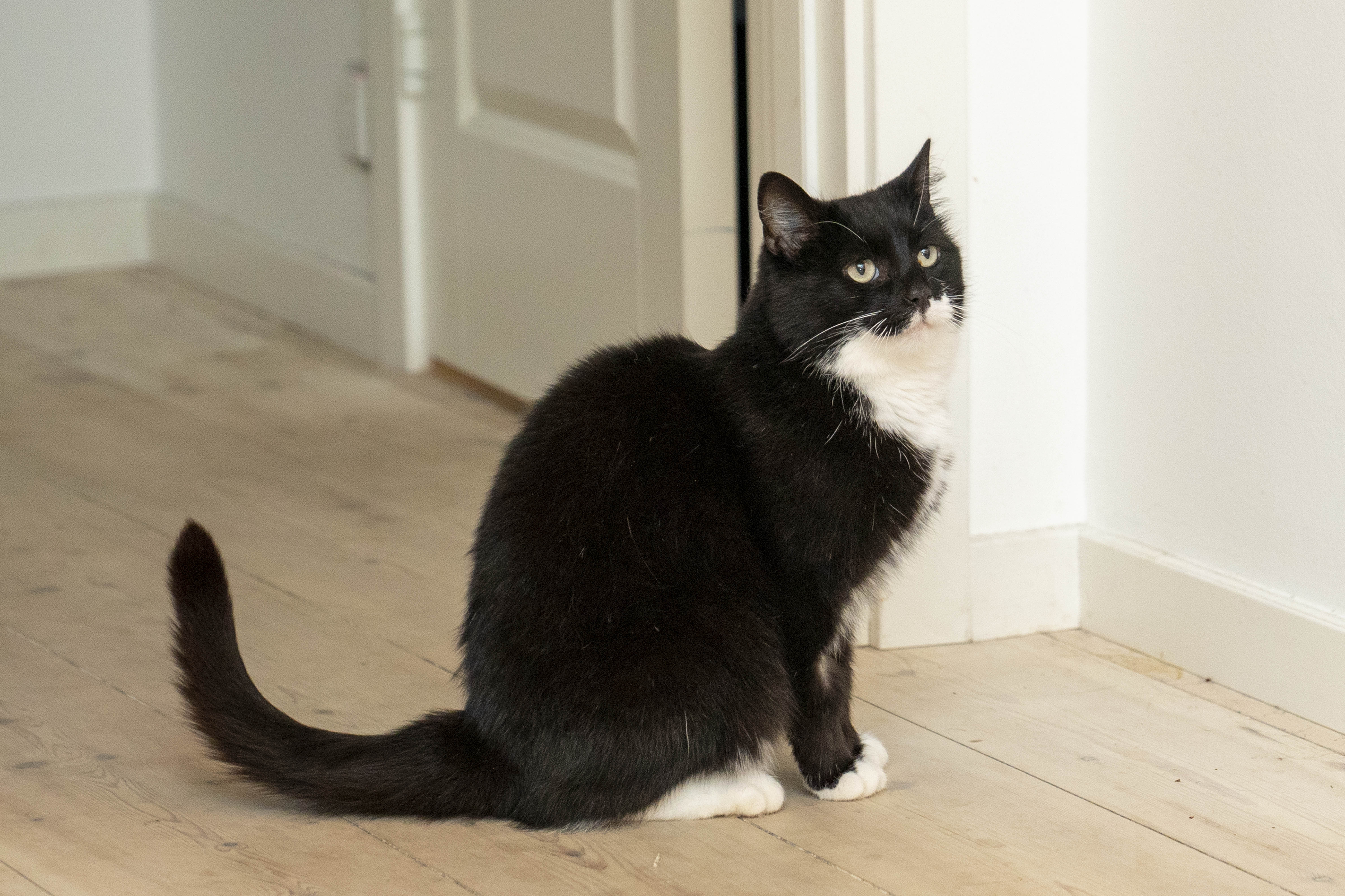 Katten Mille er komemt hjem efter at have været væk i otte år.