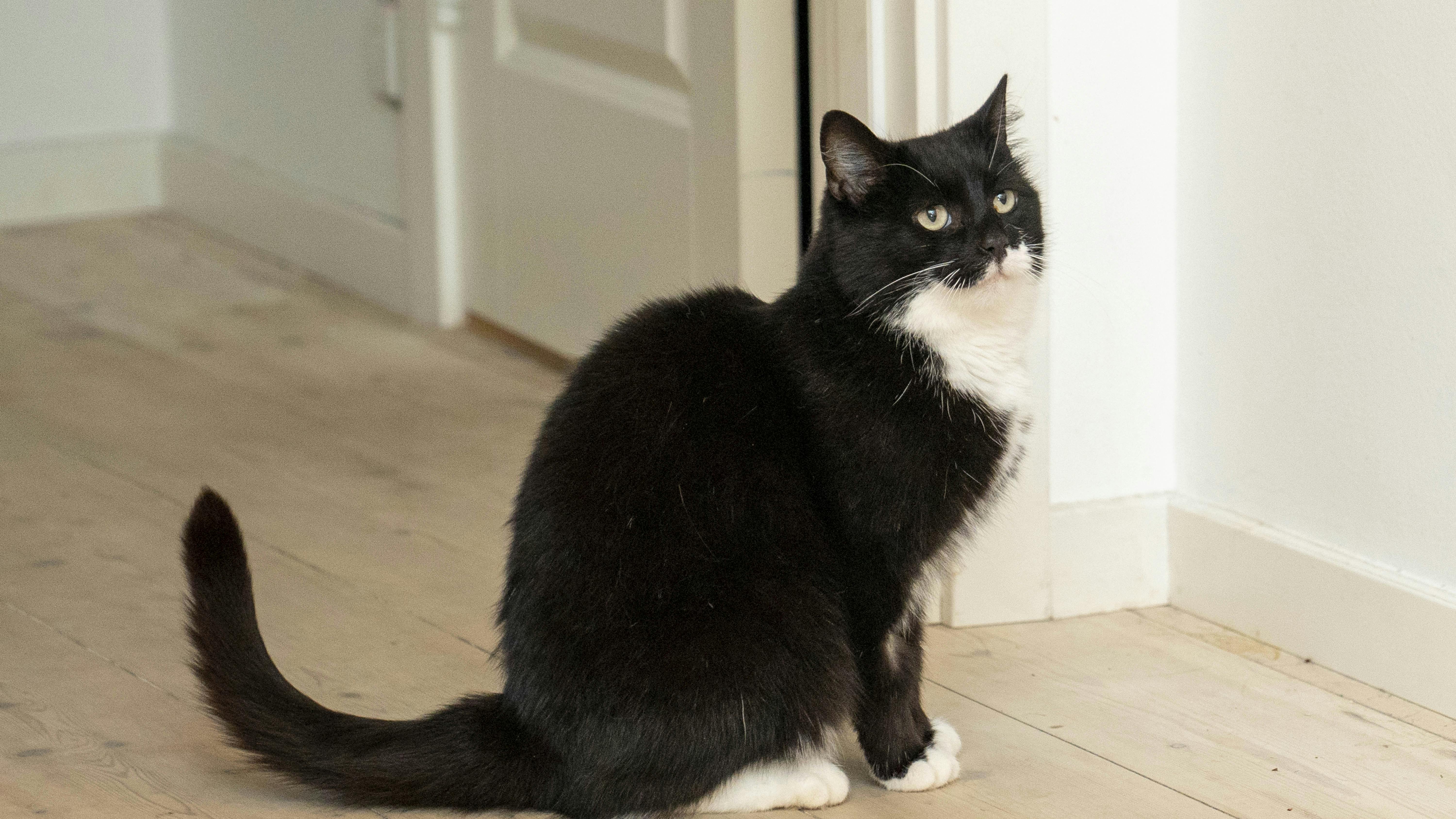 Katten Mille er komemt hjem efter at have været væk i otte år.