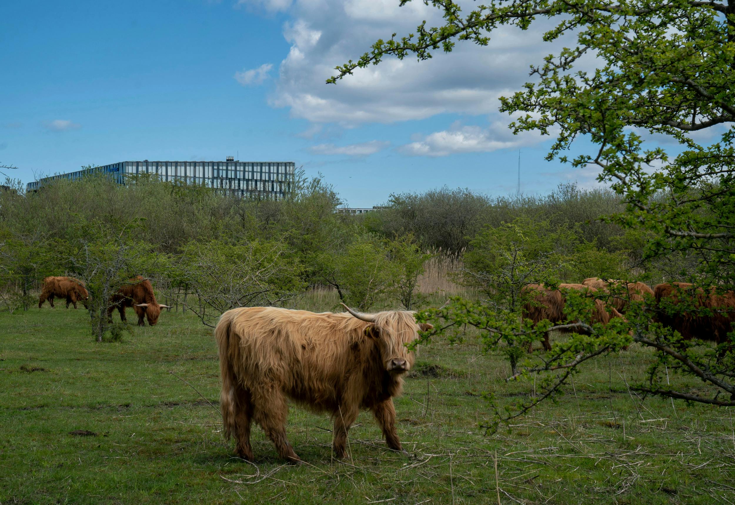 Ko der græsser på Amager Fælled