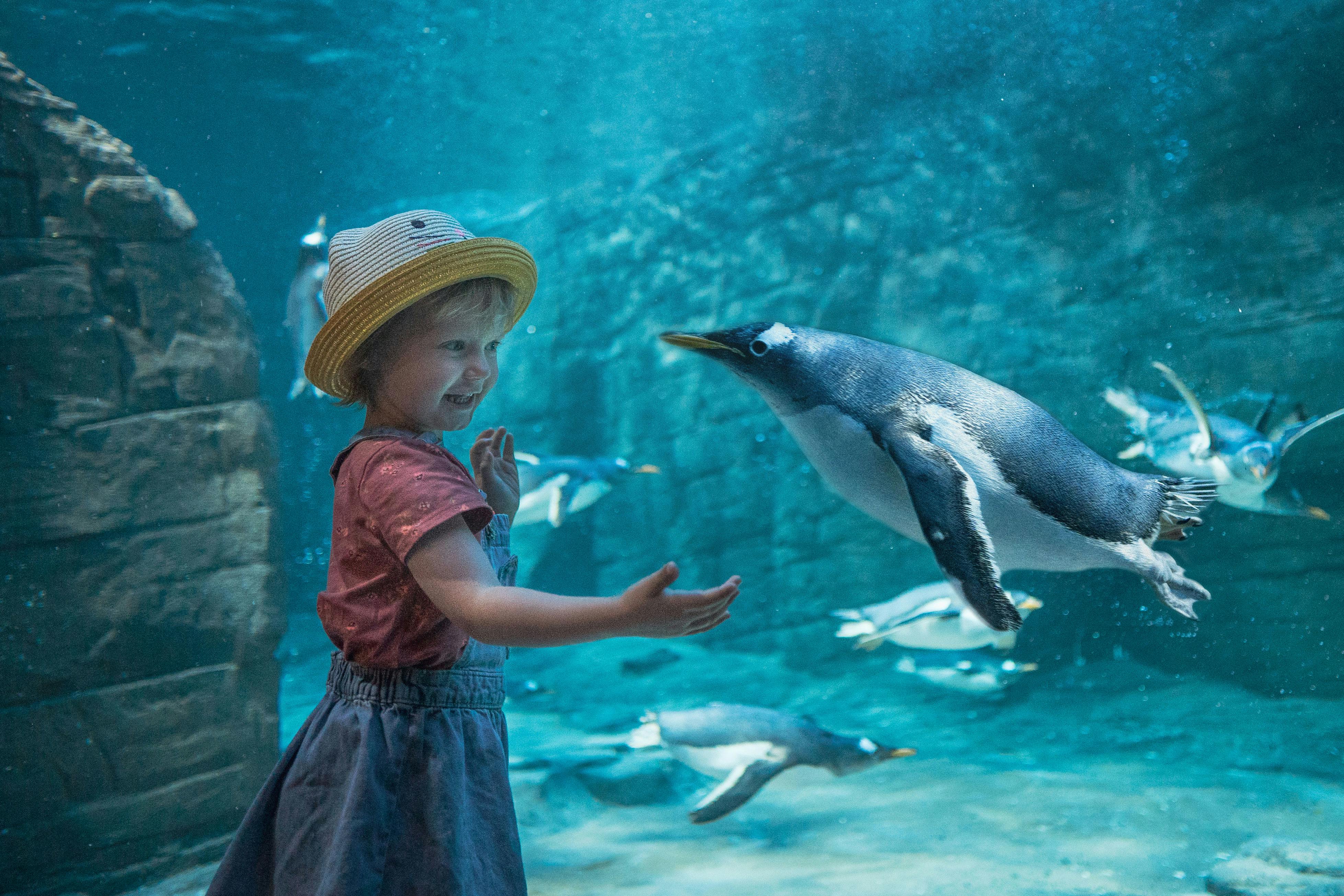 Pingvinanlægget i Kattegatcentret.