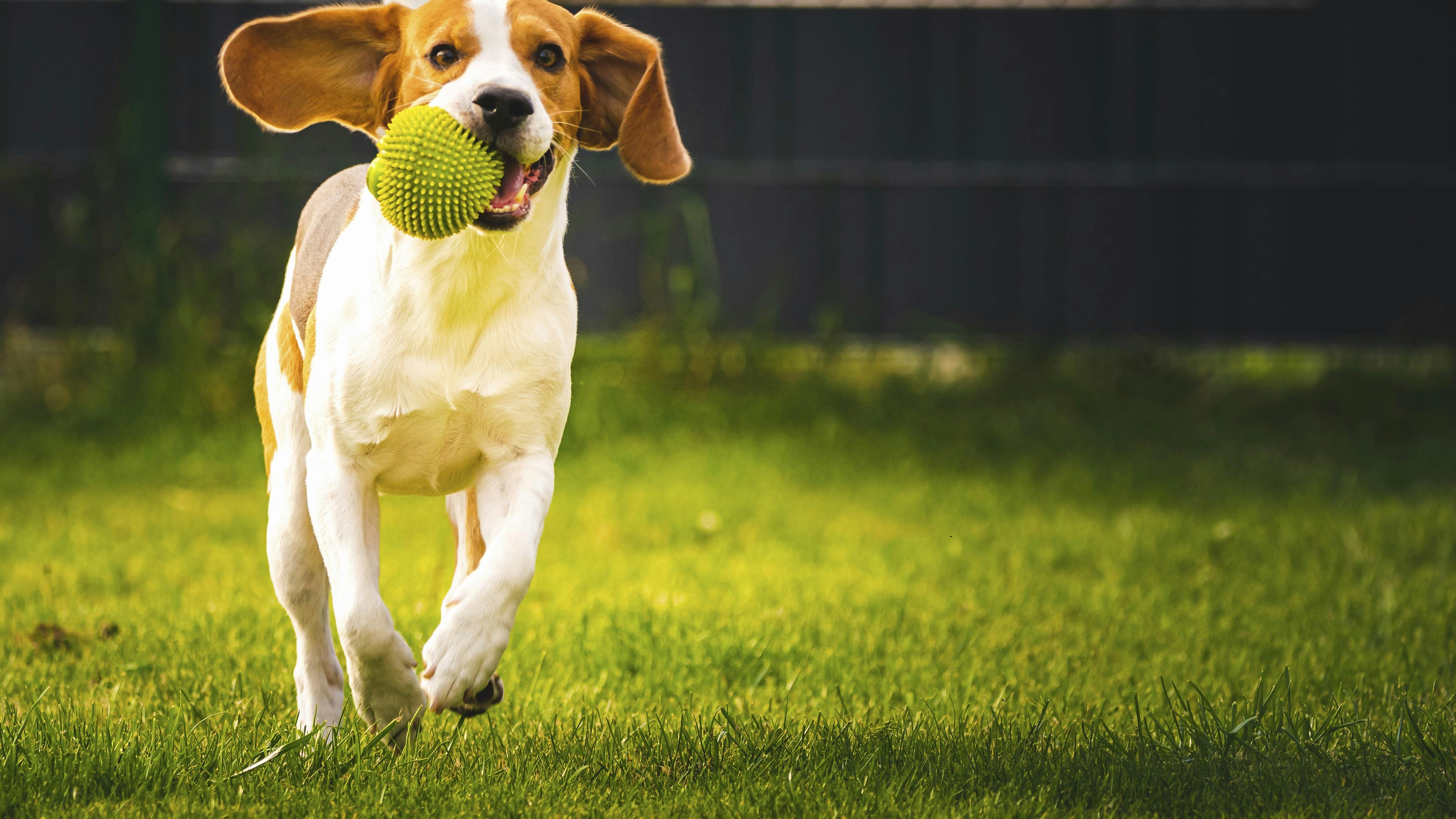 En hund der leger med en bold