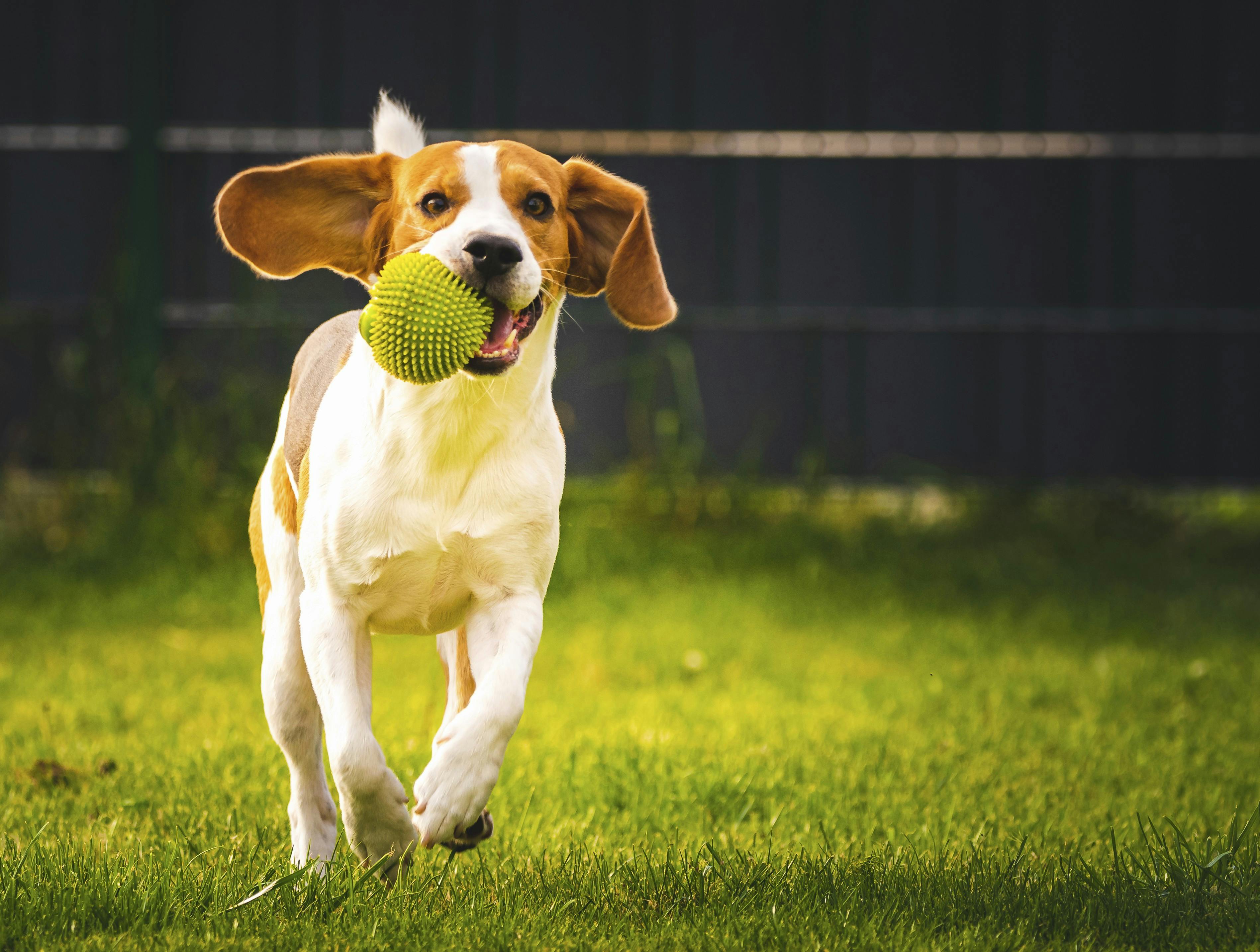 En hund der leger med en bold
