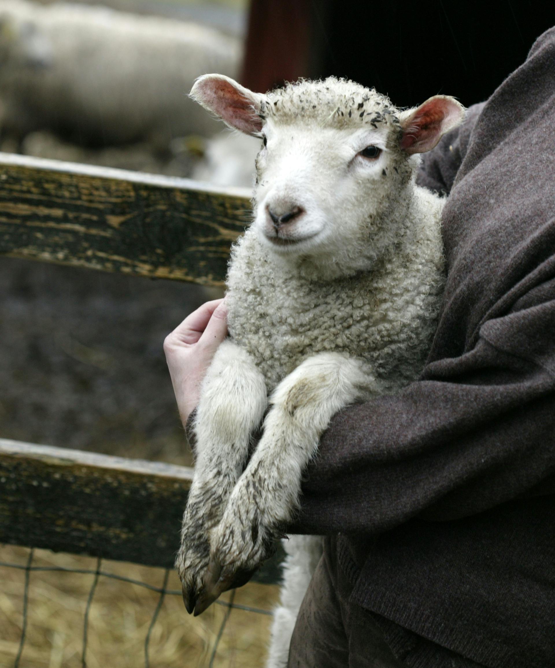 I oldtiden ofrede man lam til gud om foråret. I dag spiser vi dem for smagens skyld, selv om det kan være svært, når man først har set et nuttet eksemplar som dette.