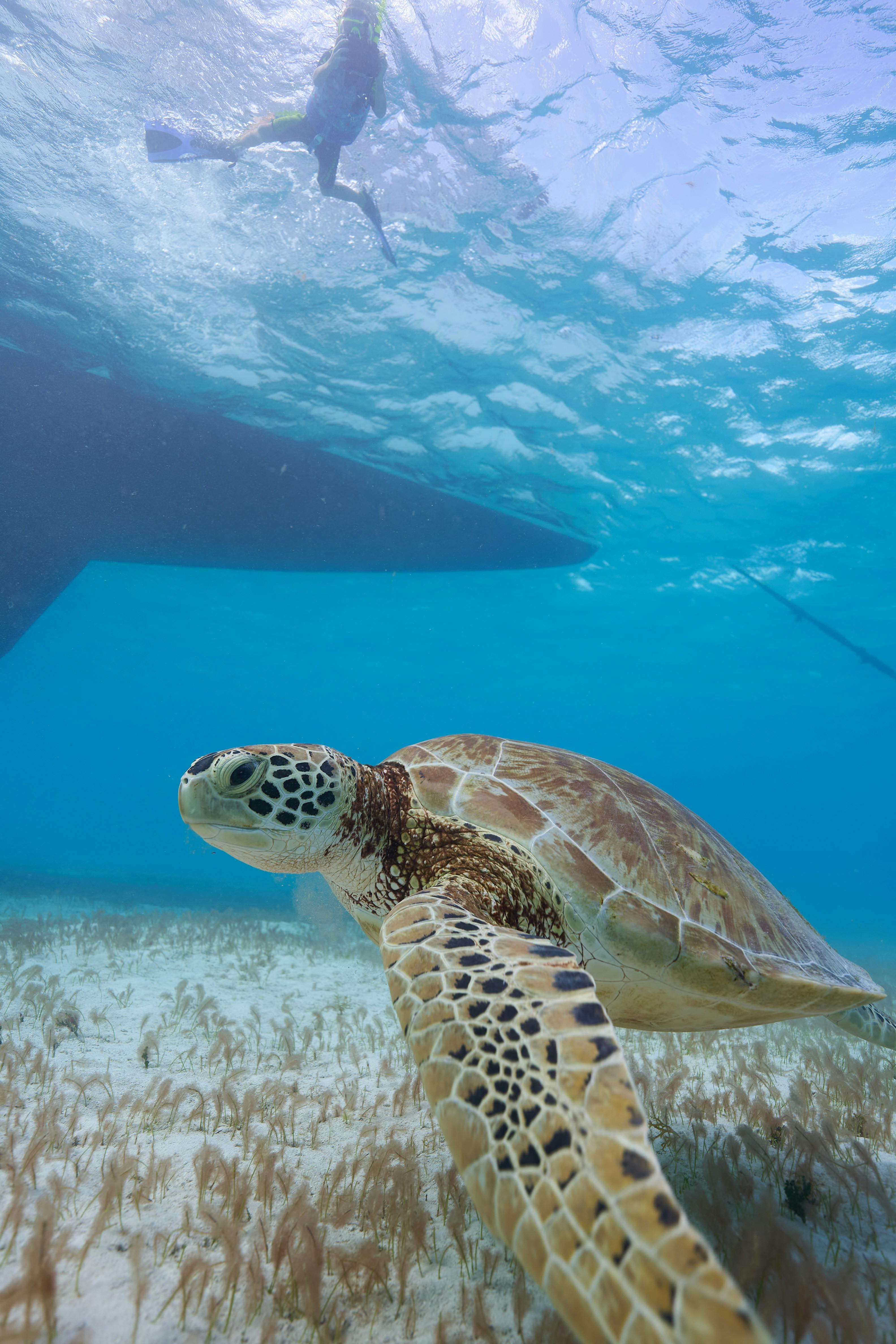 En skildpadde på Emils jordomrejse