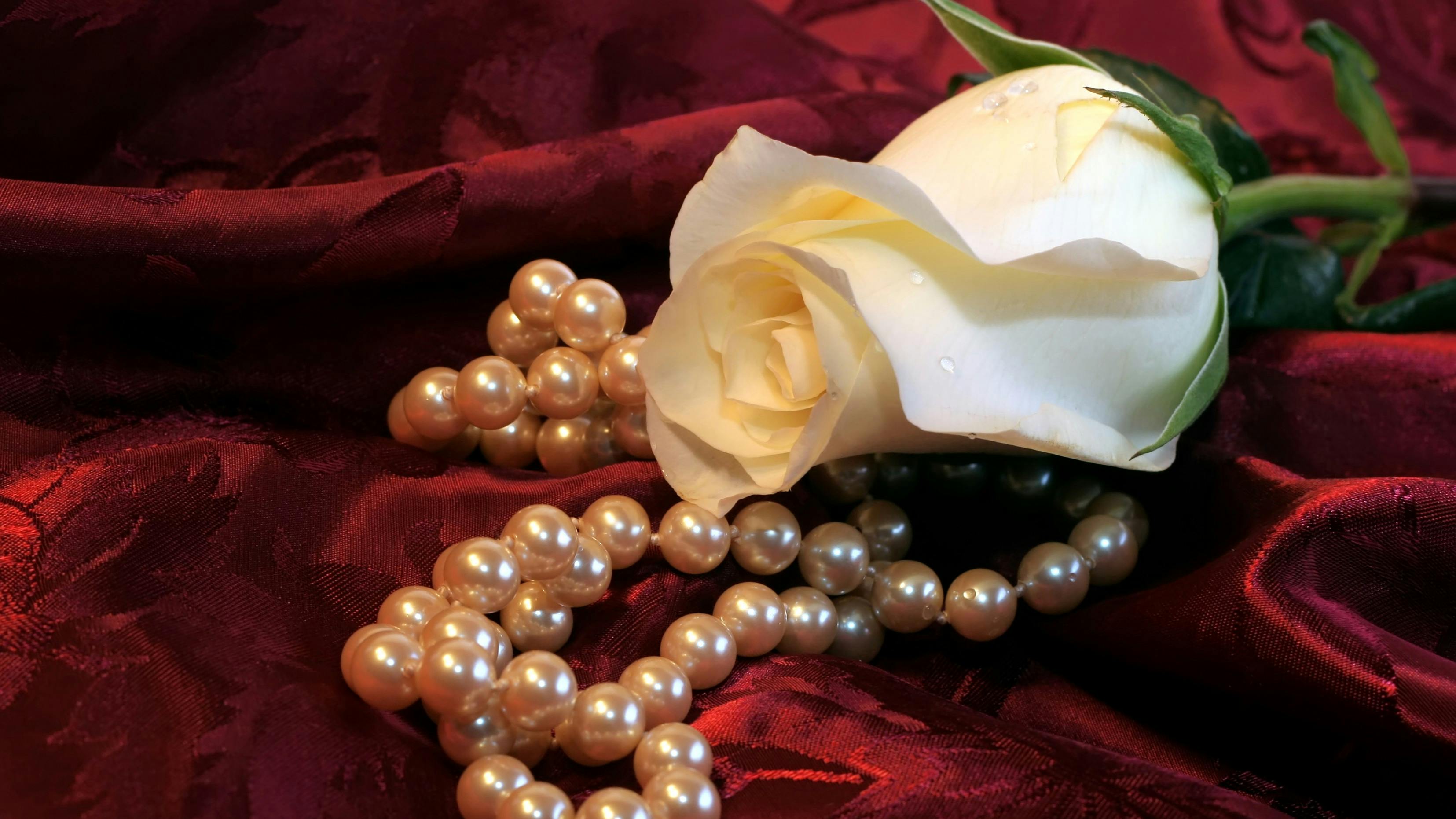 Beautiful white rose and strand of pearls on red satin