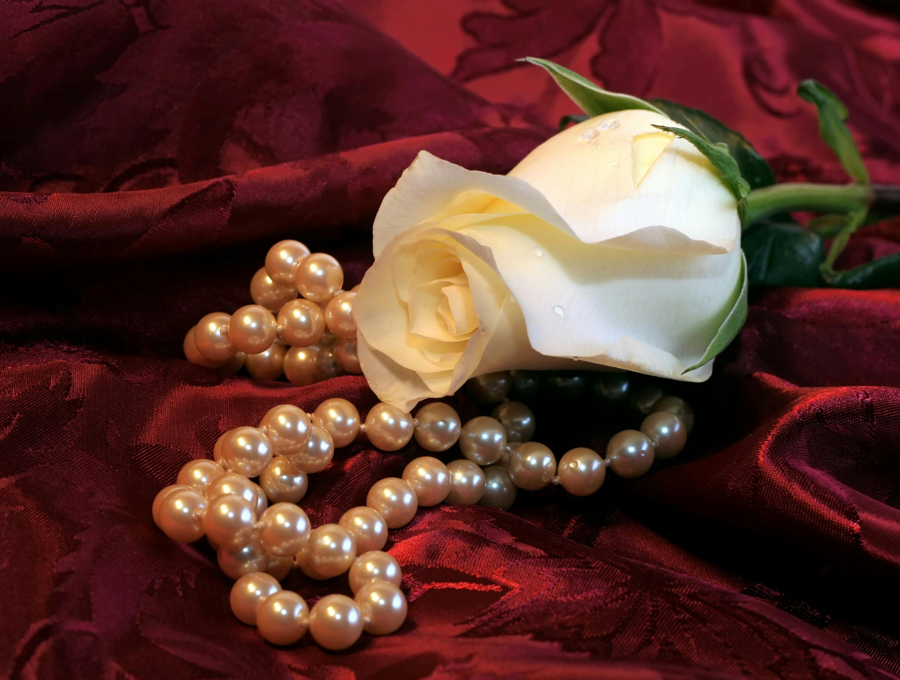 Beautiful white rose and strand of pearls on red satin