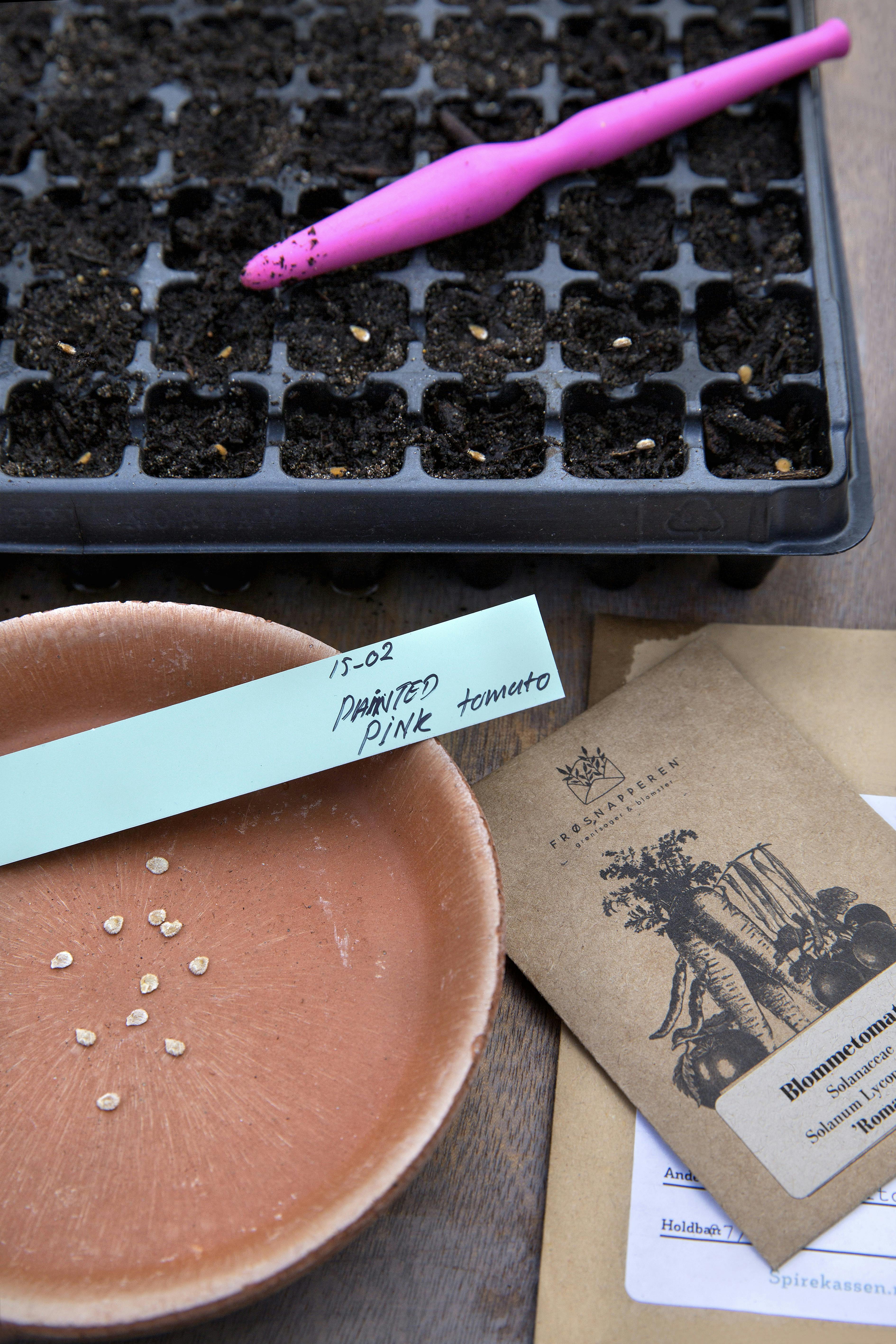 Tomater har en lang udviklingstid og skal pottes om mange gange.