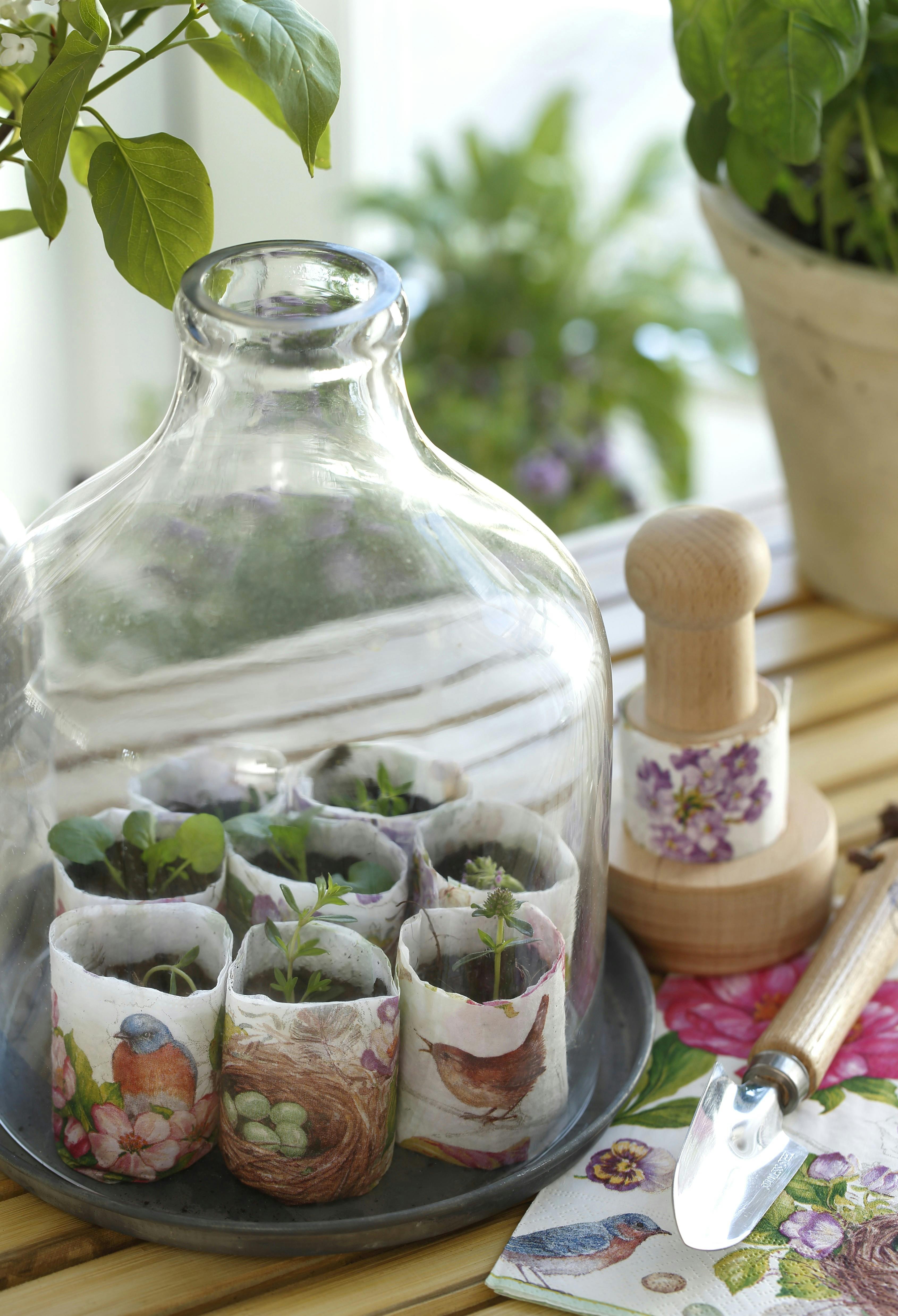 En stor glasklokke fungerer som et minidrivhus.