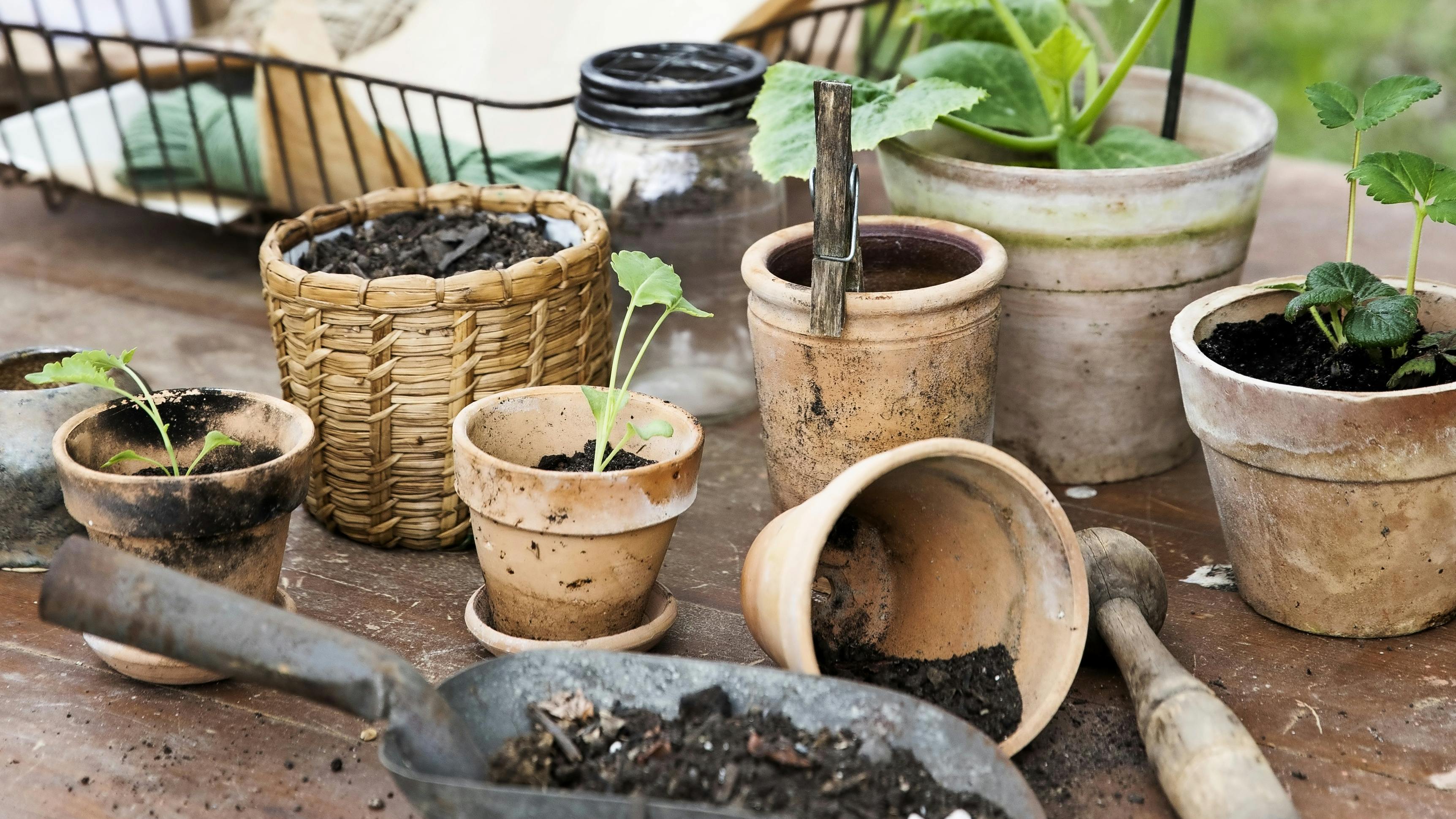 Du kan forspire indenfor eller i et lunt drivhus.