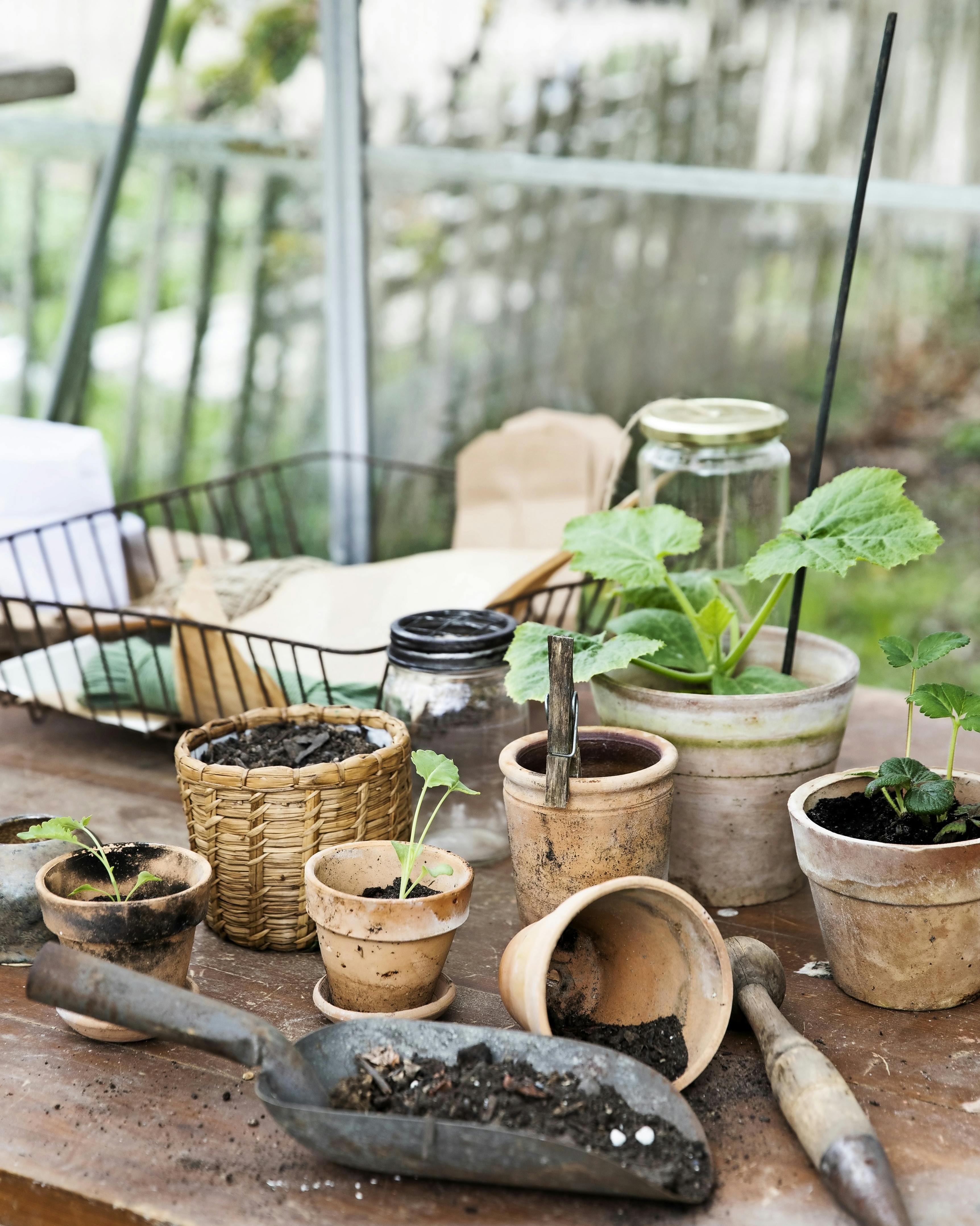 Du kan forspire indenfor eller i et lunt drivhus.