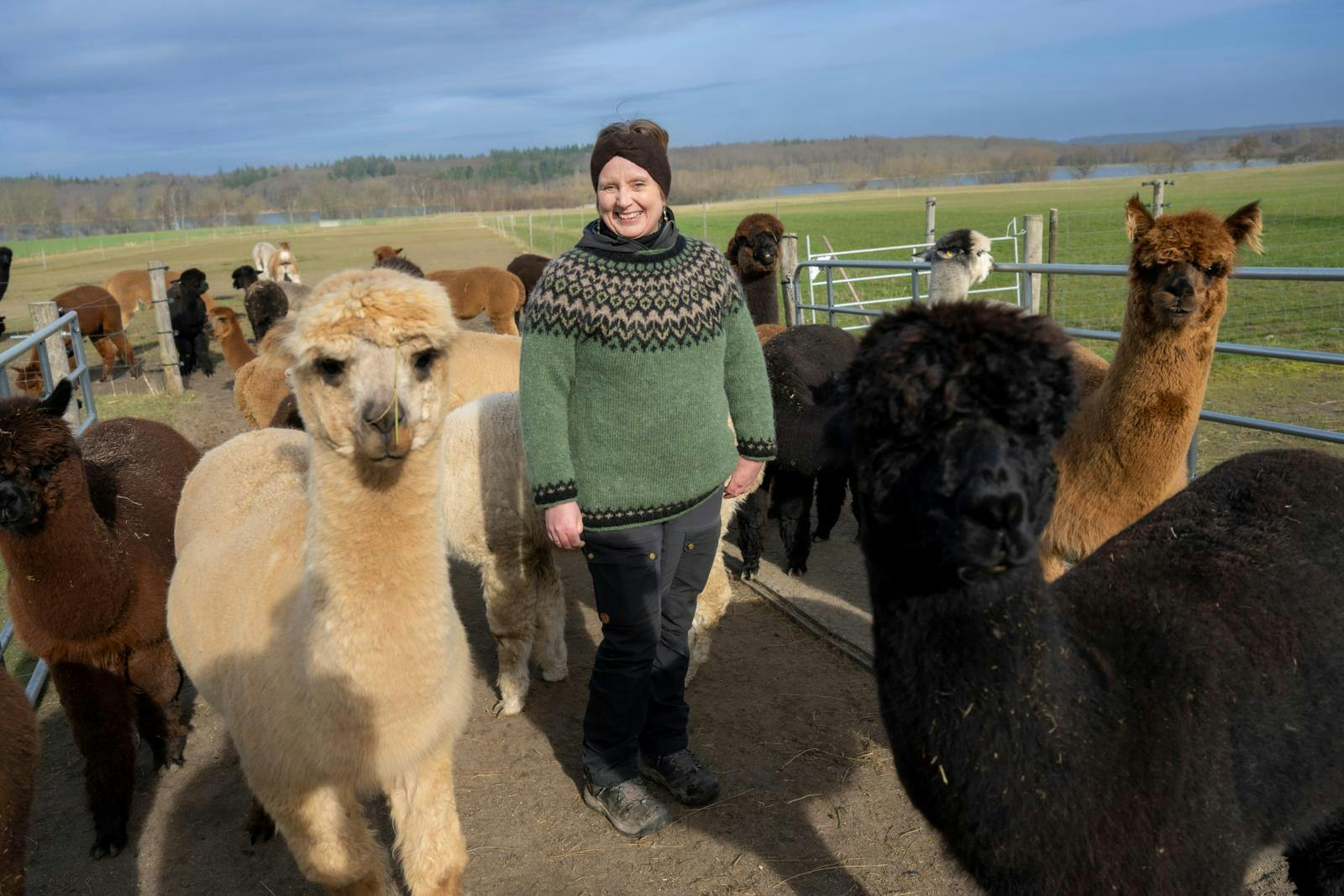Alpakaflokken følger Katja, hvor hun går og står, men det betyder ikke, at de altid gør, som hun vil...