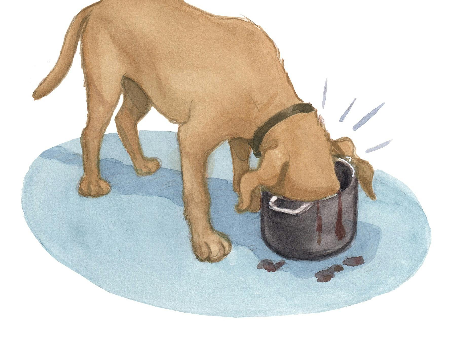 En hund der spiser mad af sin madskål