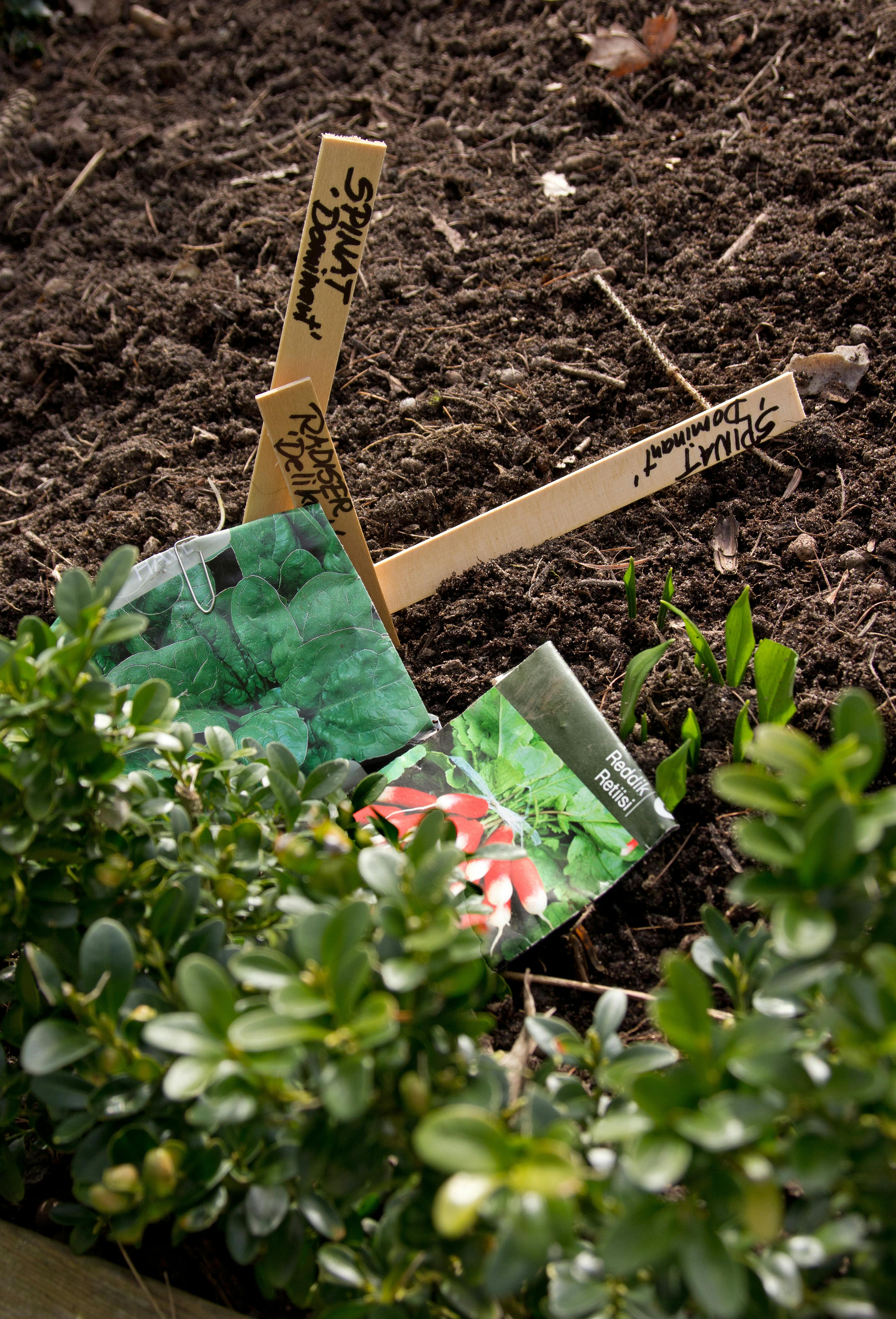 Pryd- og køkkenhave i én. Besøg i Hanna Maria Clements pryd- og køkkenhave ved Buresø ved Slangerup. Allerede i februar er det løg, stauder og buske i blomst, og planter og blomster står i kø for at afløse hinanden gennem hele sæsonen. Hanne er klar til at så spinat og radiser, når jordtemperaturen måler 6-8 grader. Frøposer. 