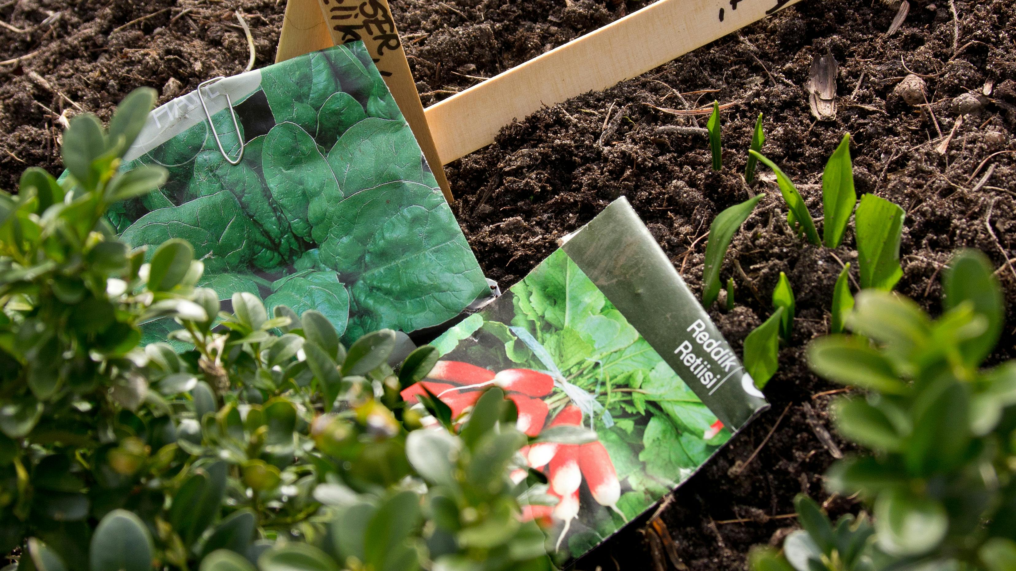 Pryd- og køkkenhave i én.