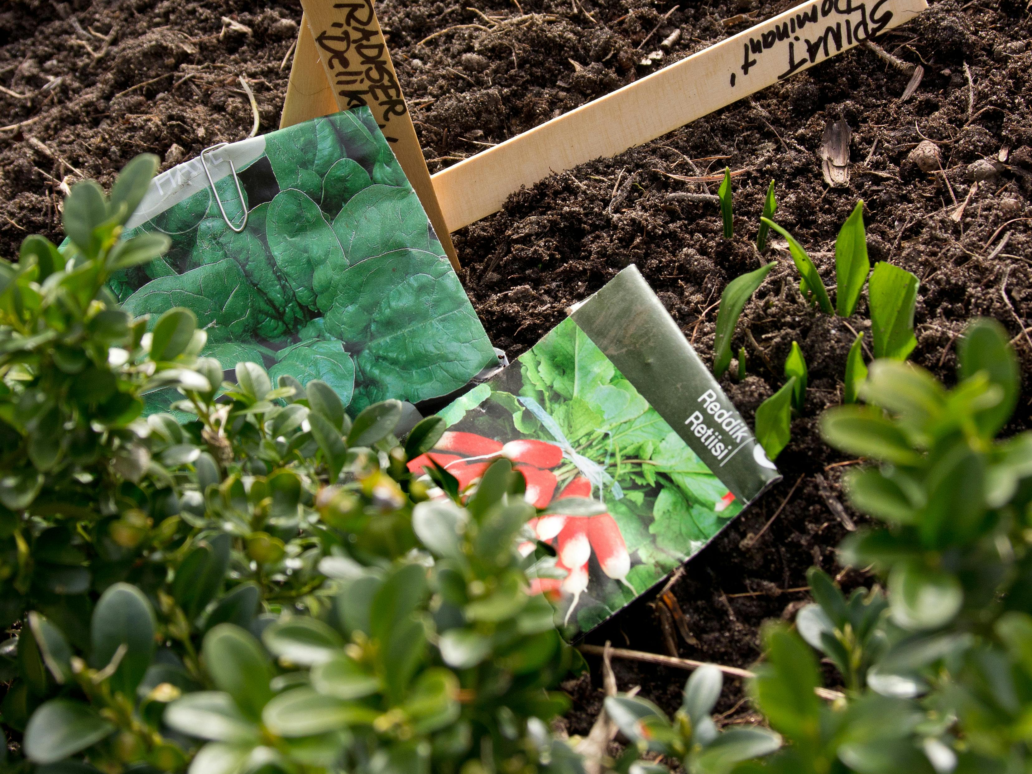 Pryd- og køkkenhave i én. Besøg i Hanna Maria Clements pryd- og køkkenhave ved Buresø ved Slangerup. Allerede i februar er det løg, stauder og buske i blomst, og planter og blomster står i kø for at afløse hinanden gennem hele sæsonen. Hanne er klar til at så spinat og radiser, når jordtemperaturen måler 6-8 grader. Frøposer. 