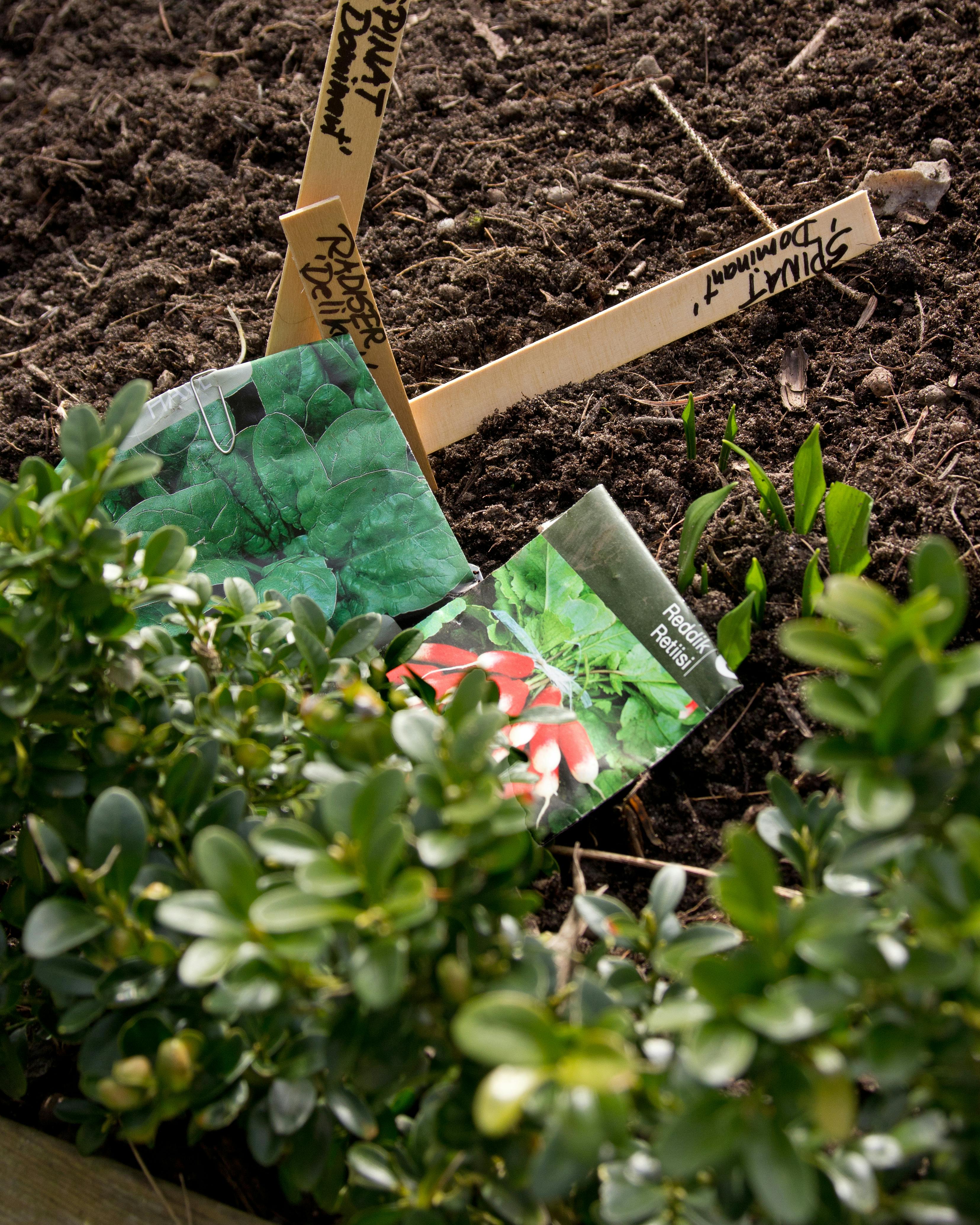 Pryd- og køkkenhave i én. Besøg i Hanna Maria Clements pryd- og køkkenhave ved Buresø ved Slangerup. Allerede i februar er det løg, stauder og buske i blomst, og planter og blomster står i kø for at afløse hinanden gennem hele sæsonen. Hanne er klar til at så spinat og radiser, når jordtemperaturen måler 6-8 grader. Frøposer.