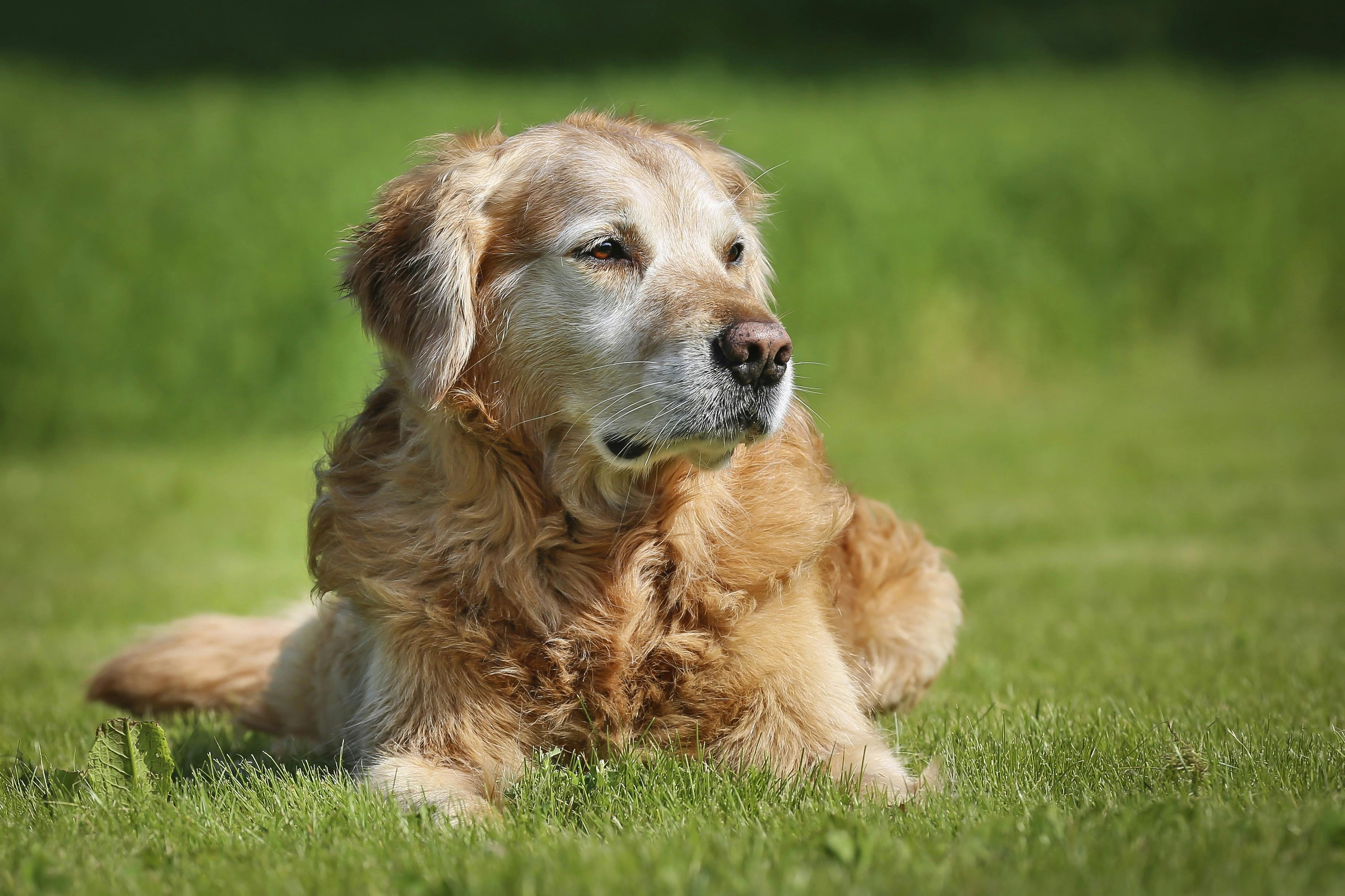 Golden Retriever hund