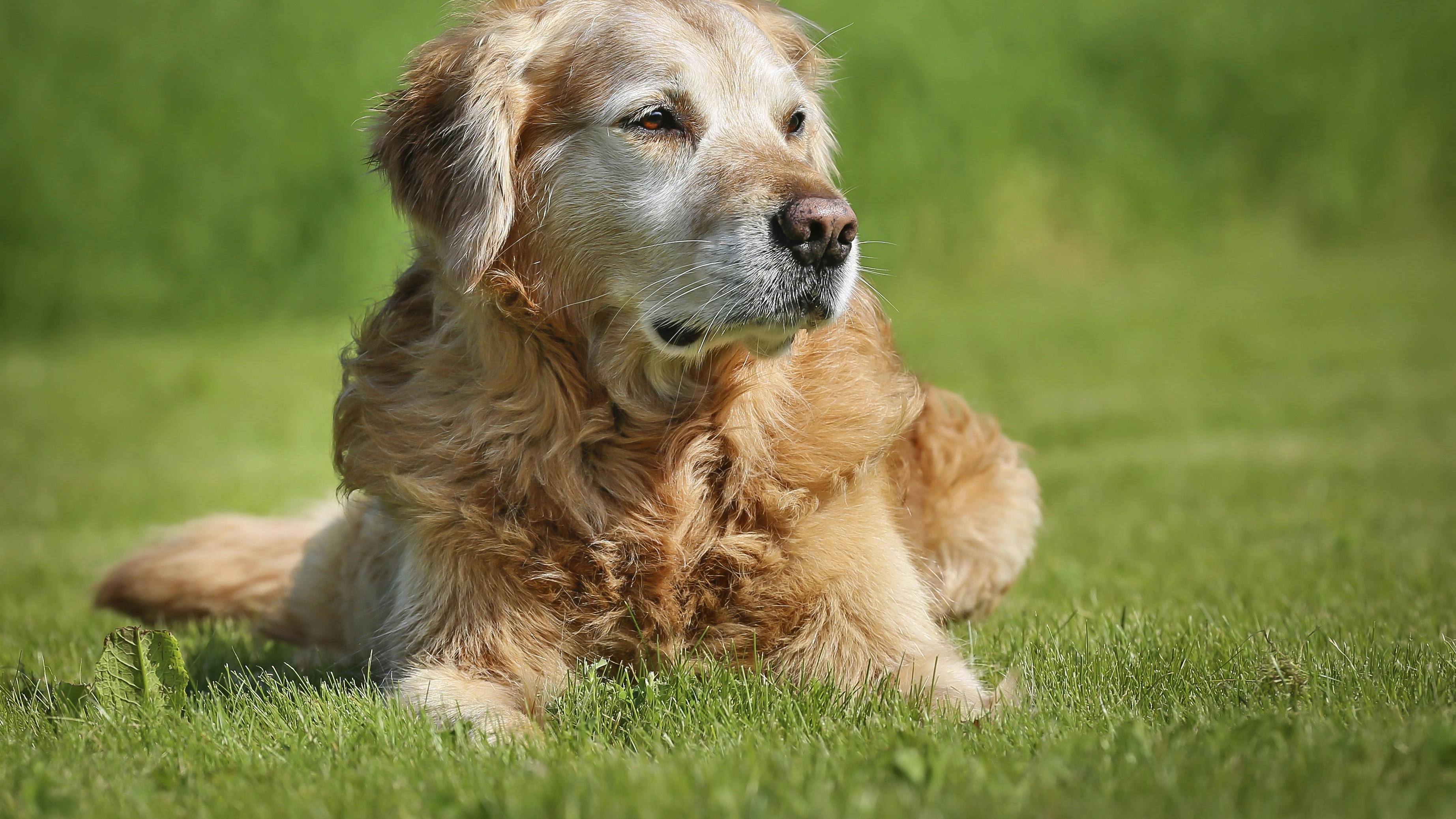 Golden Retriever hund