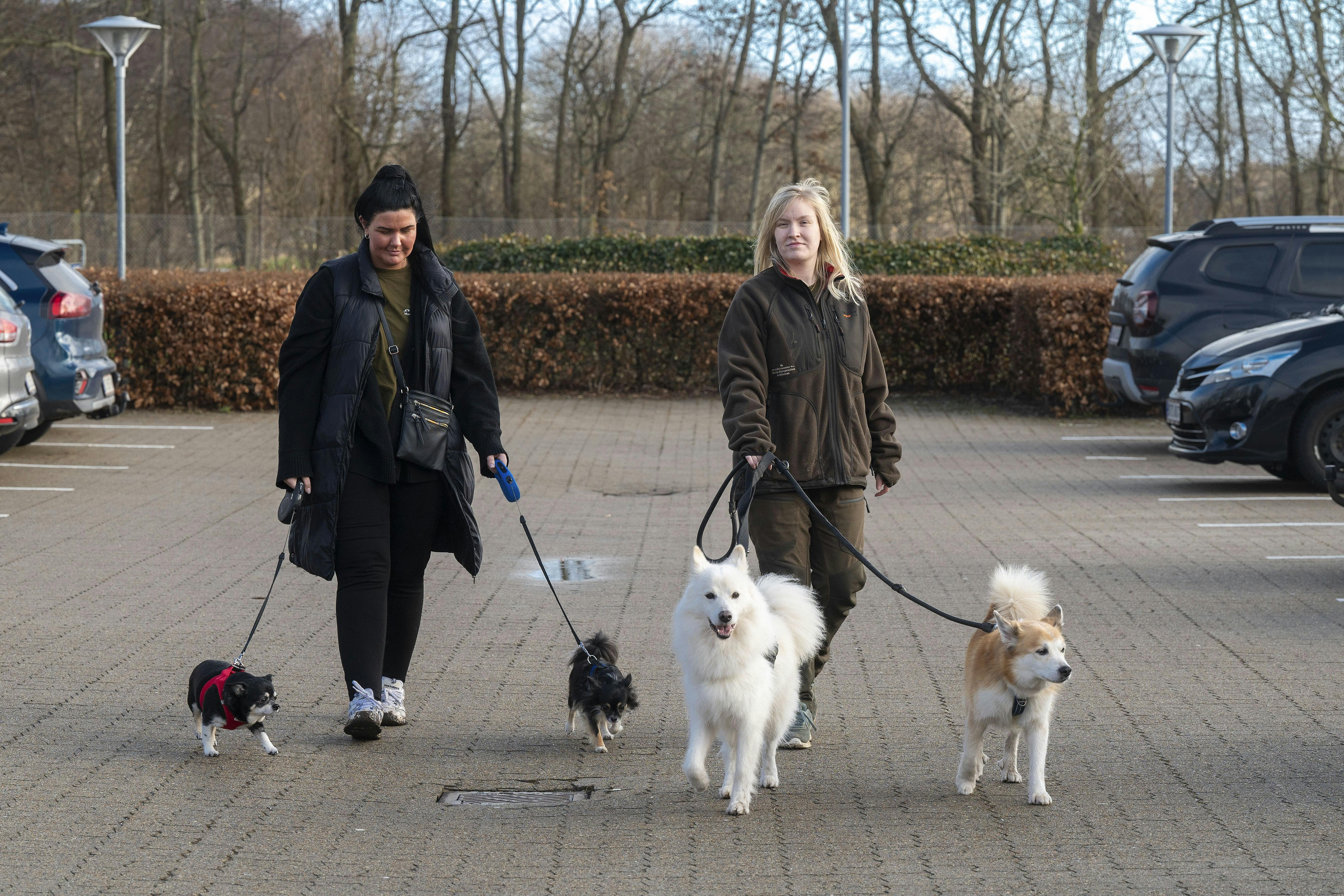 Helena og Trine på vej til arbejde. Det er Helena med de to små hunde, Aisha og Bølle, og Trine med Maze og Tumi.