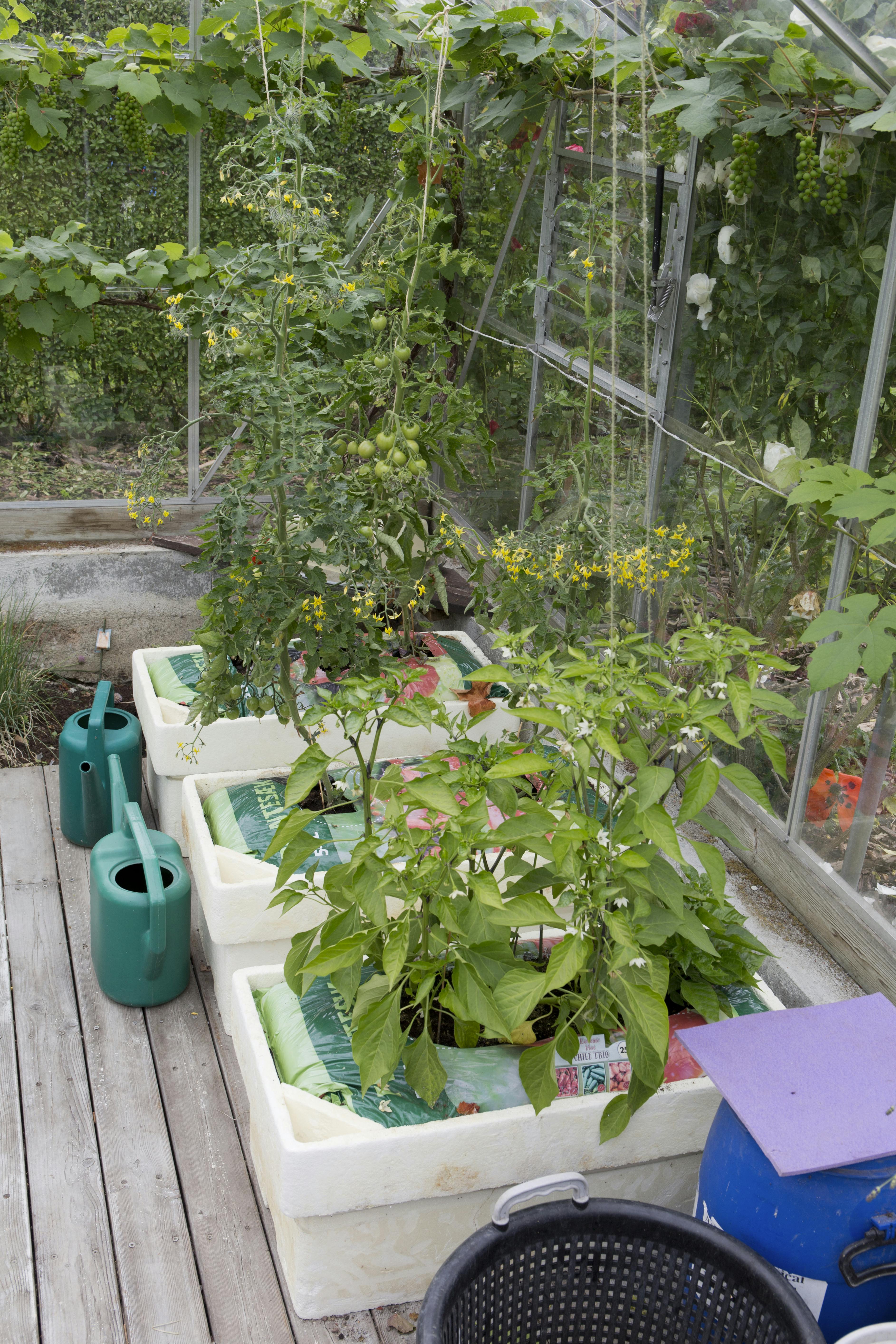 Godt i gang med drivhuset. Tomatplanter i kapilærkasser.