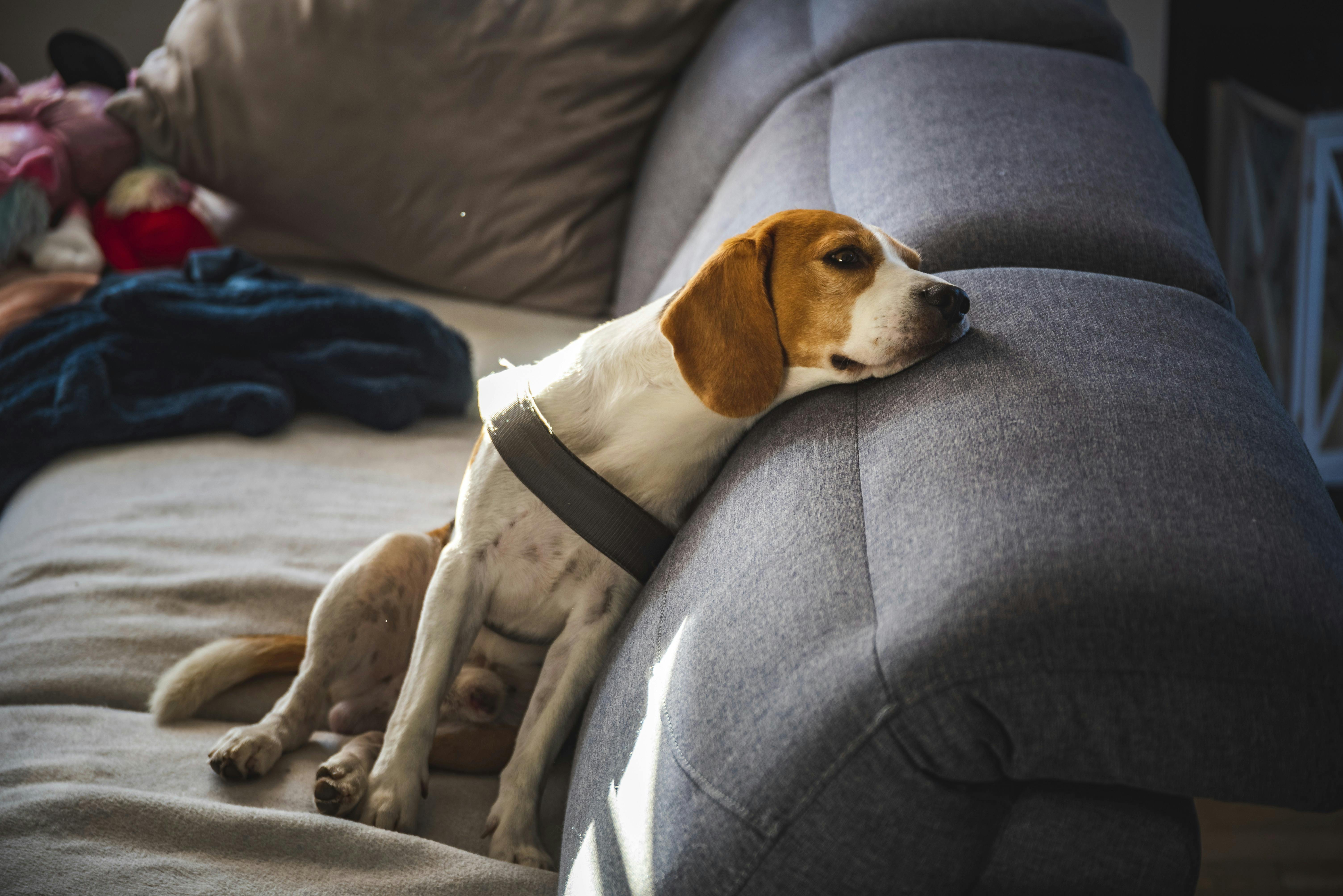 En Beagle hund, der er træt