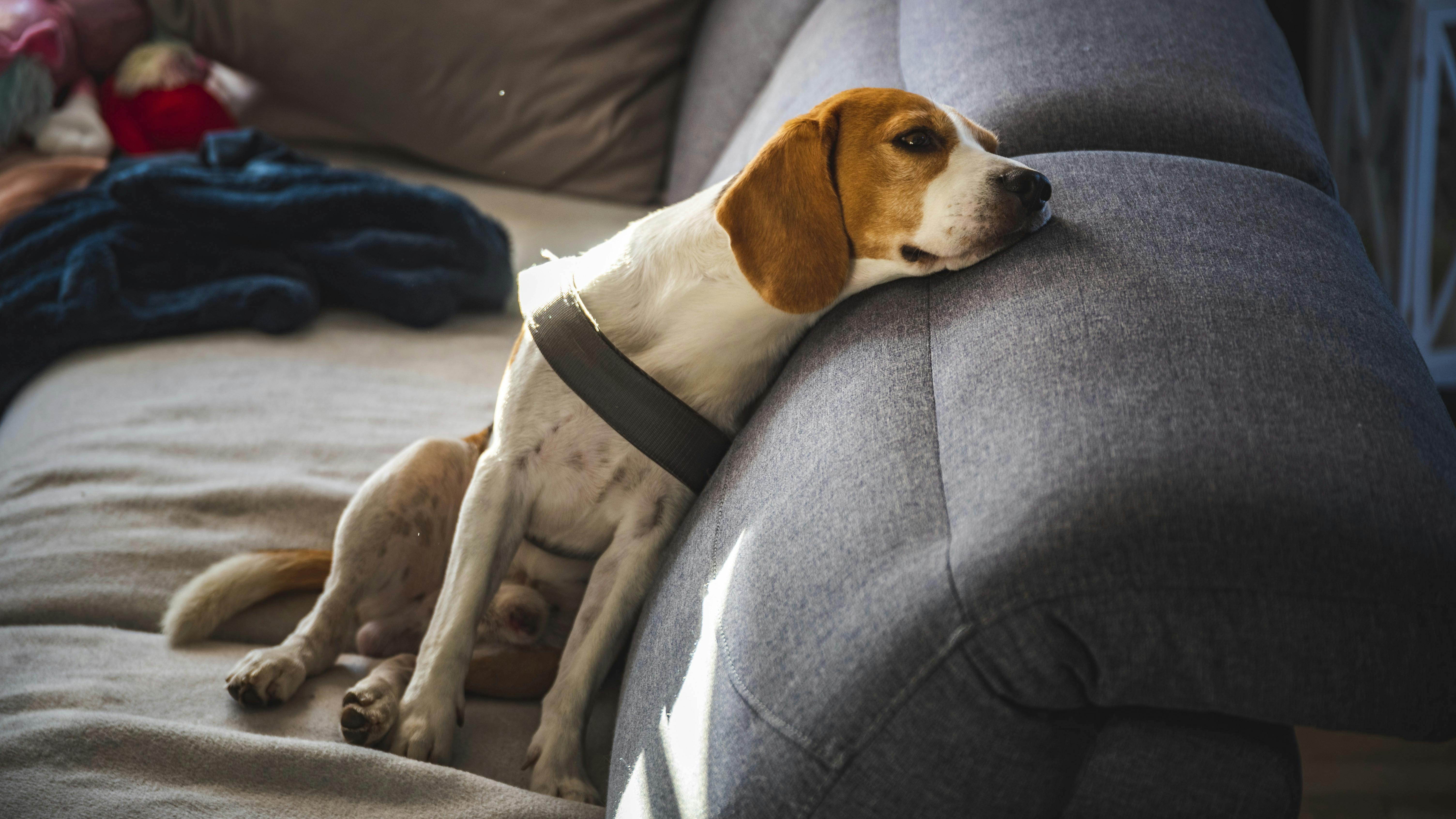 En Beagle hund, der er træt