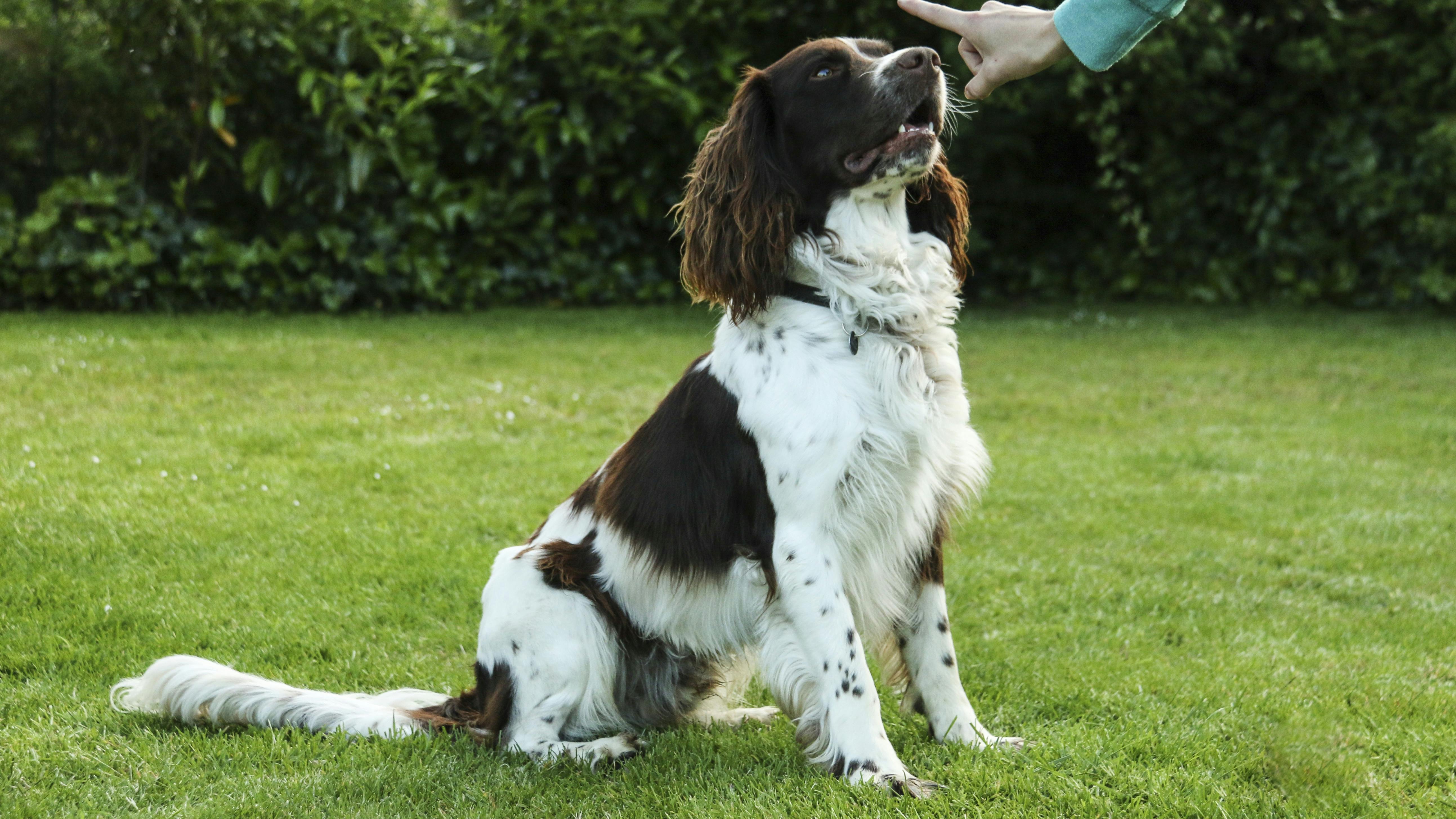 Hund der bliver trænet