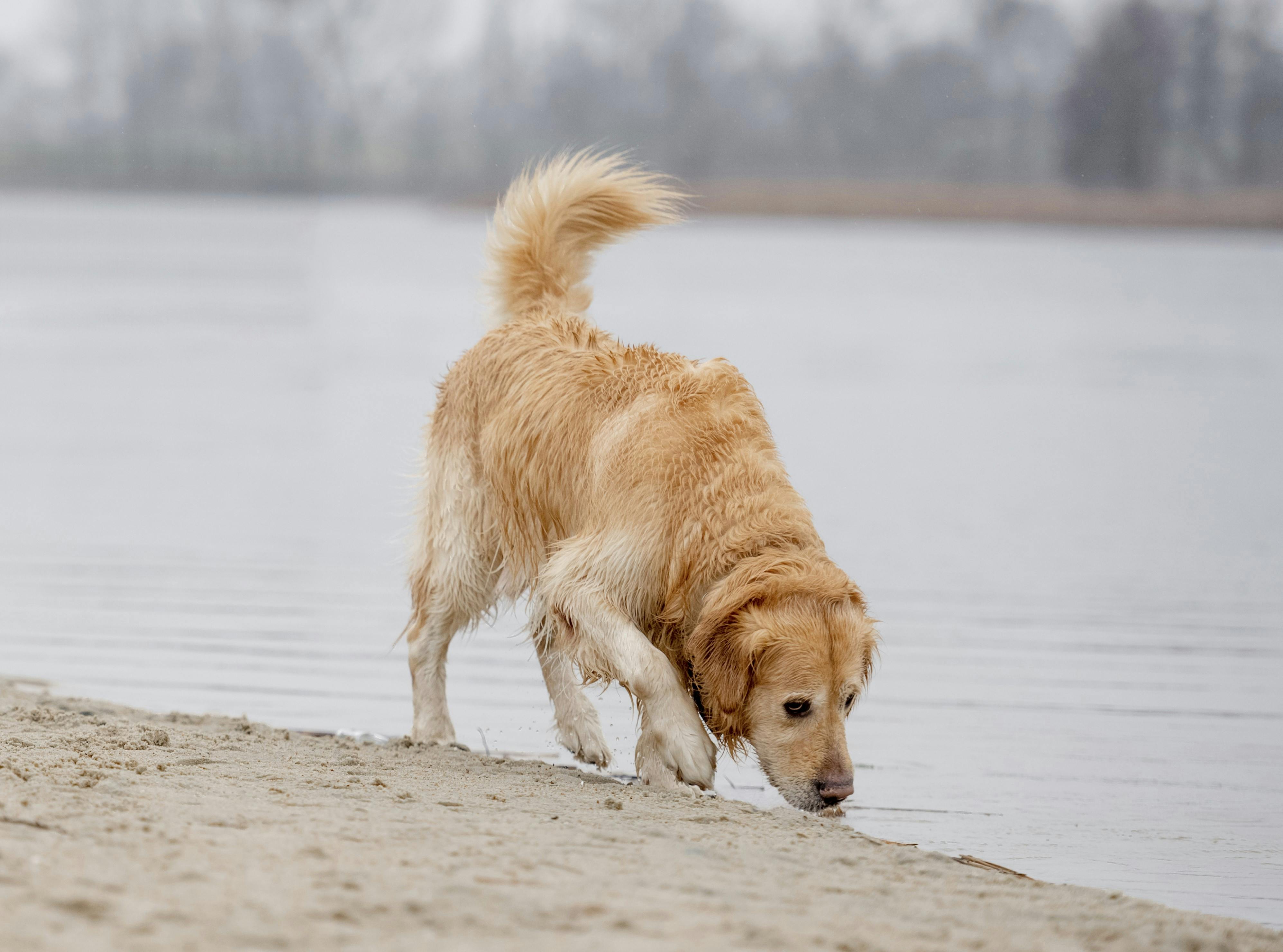 golden retriever hanhund