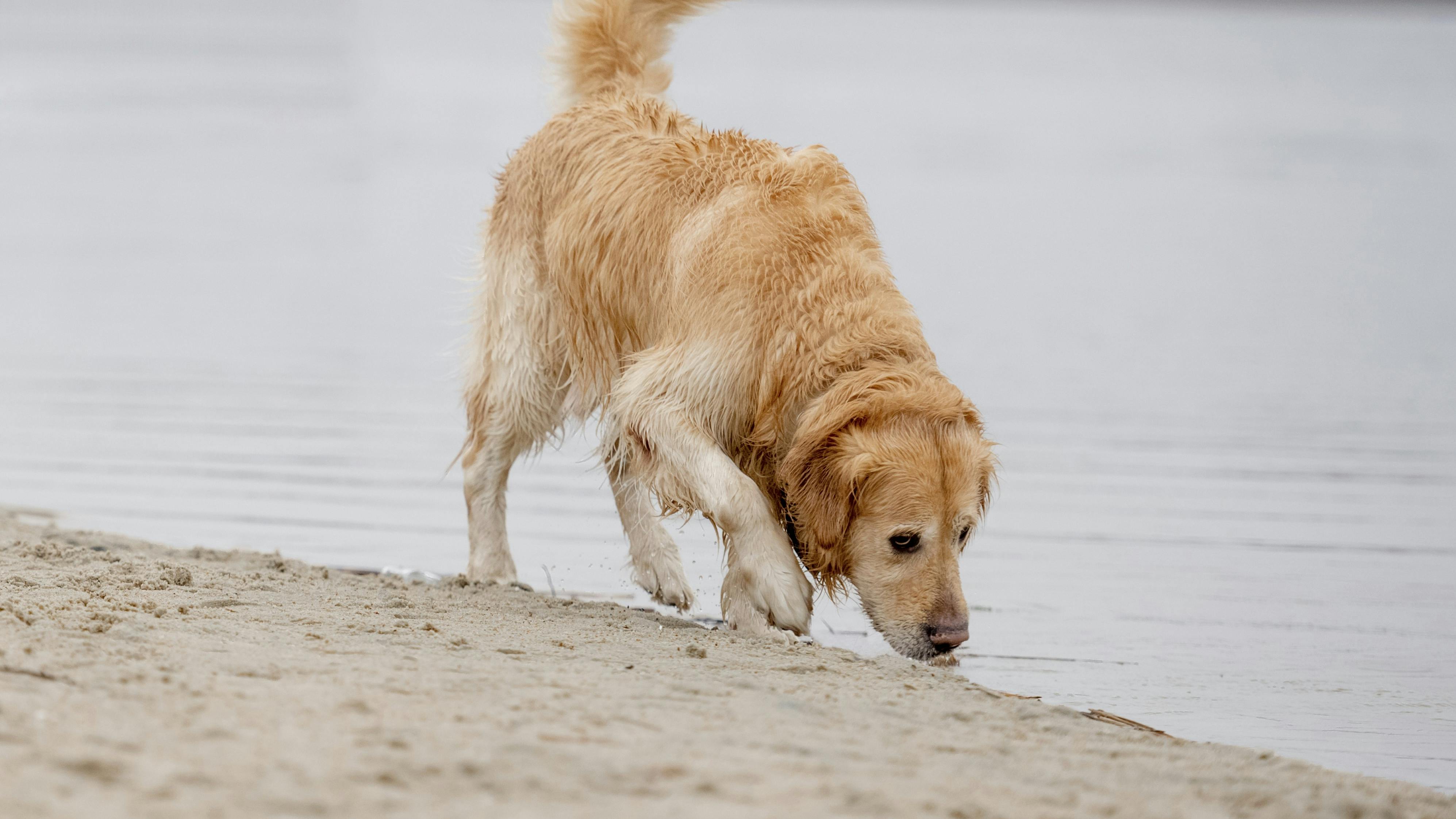 golden retriever hanhund