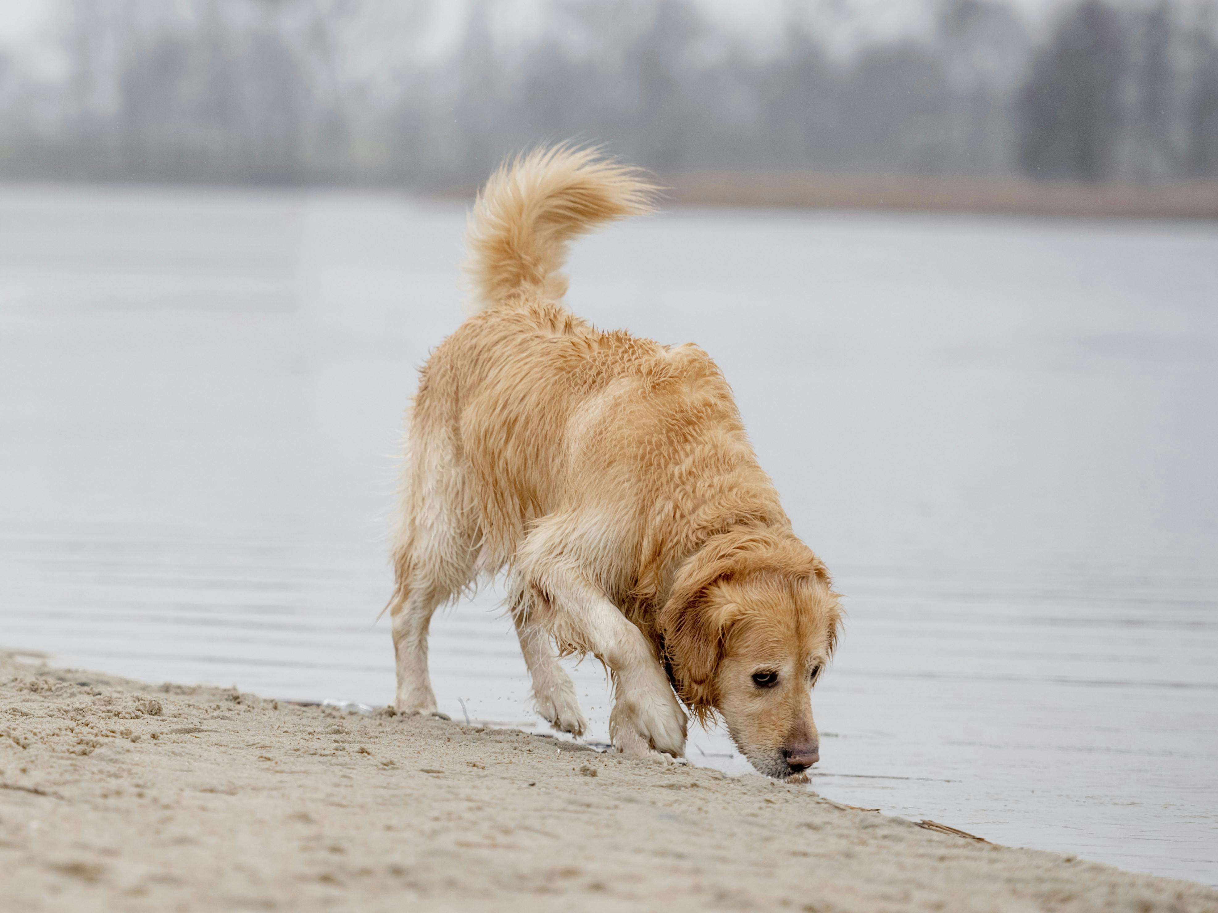golden retriever hanhund